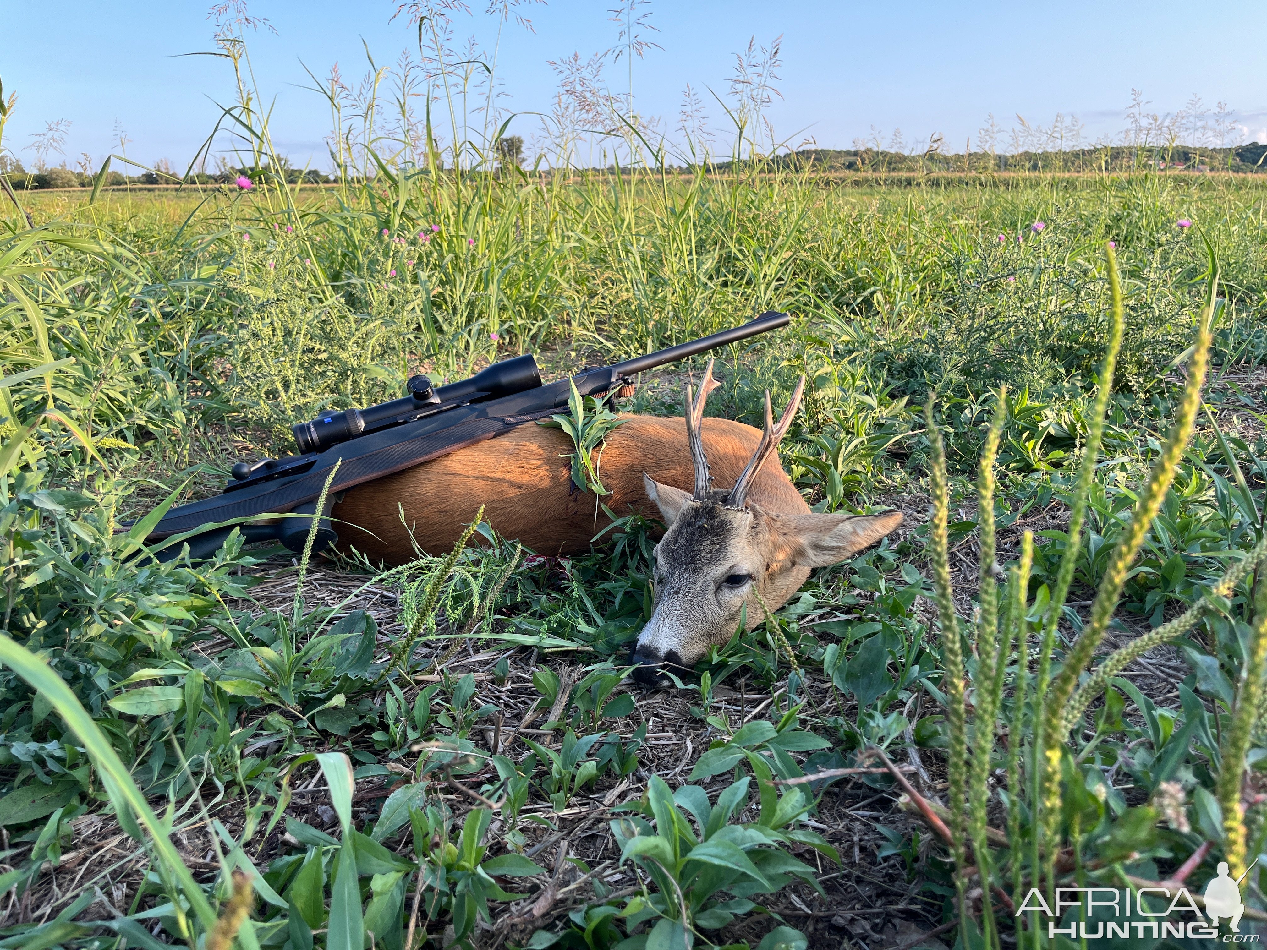 Roe Deer Hunt Hungary