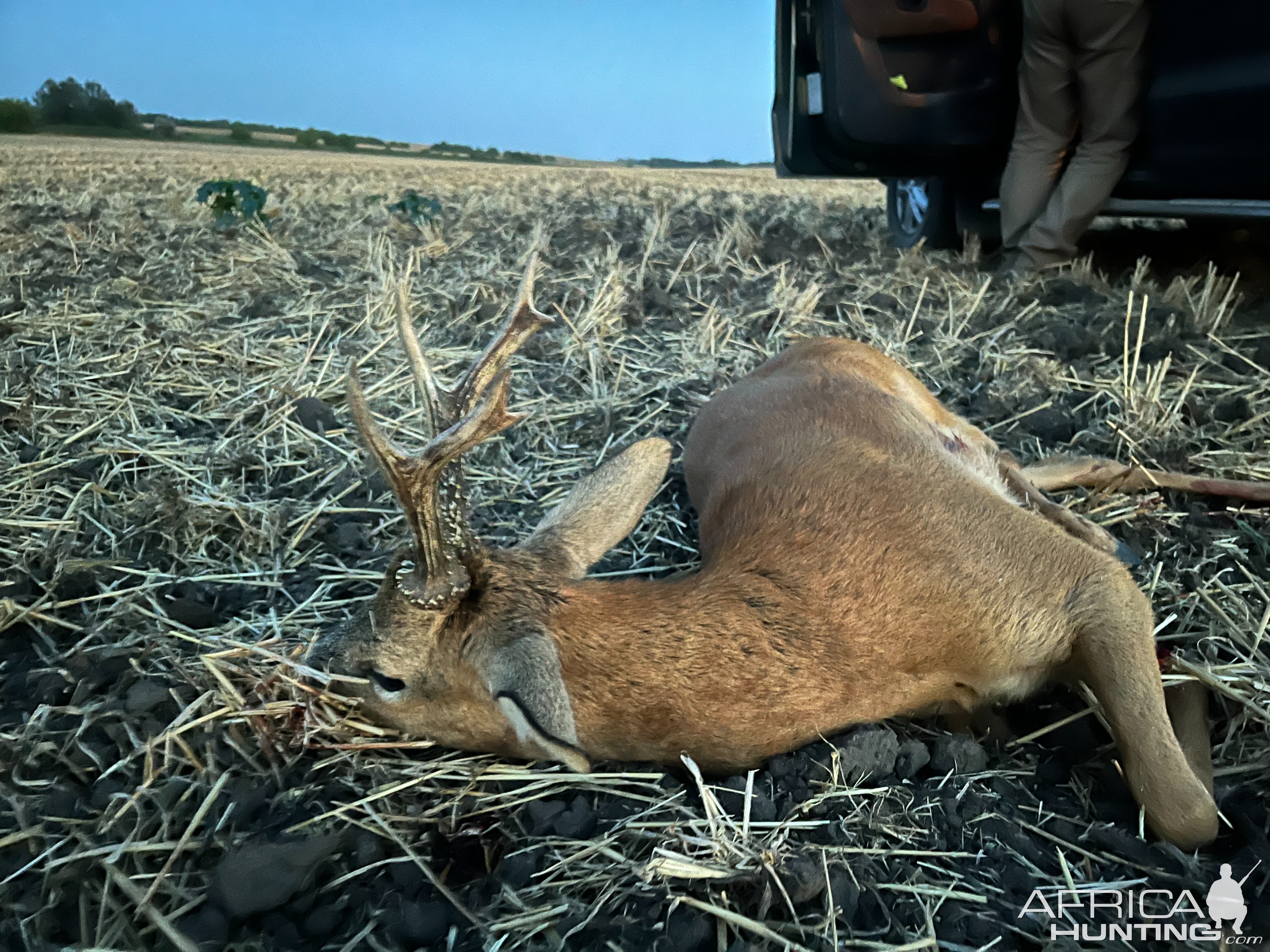 Roe Deer Hunt Hungary