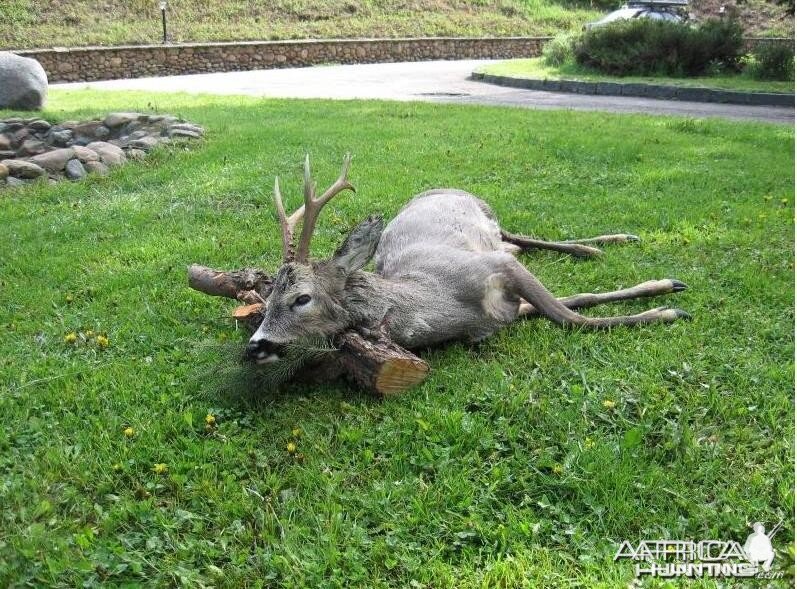 Roe Deer hunt in Bulgaria