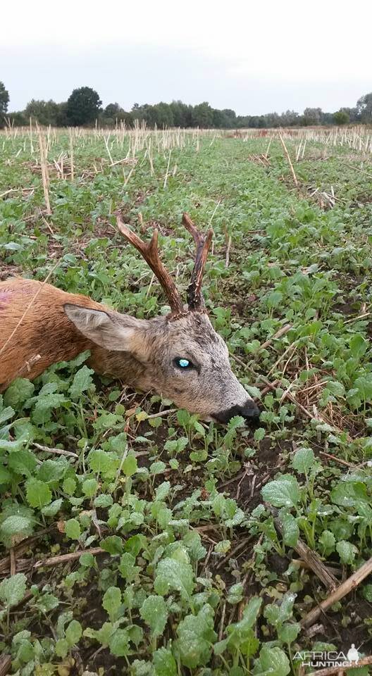 Roe Deer Hunt in Poland