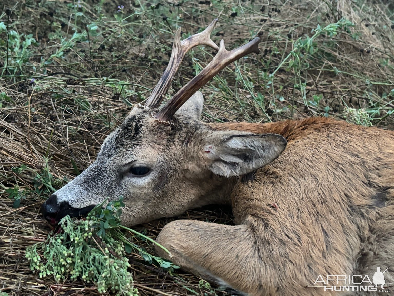 Roe Deer Hunt Italy