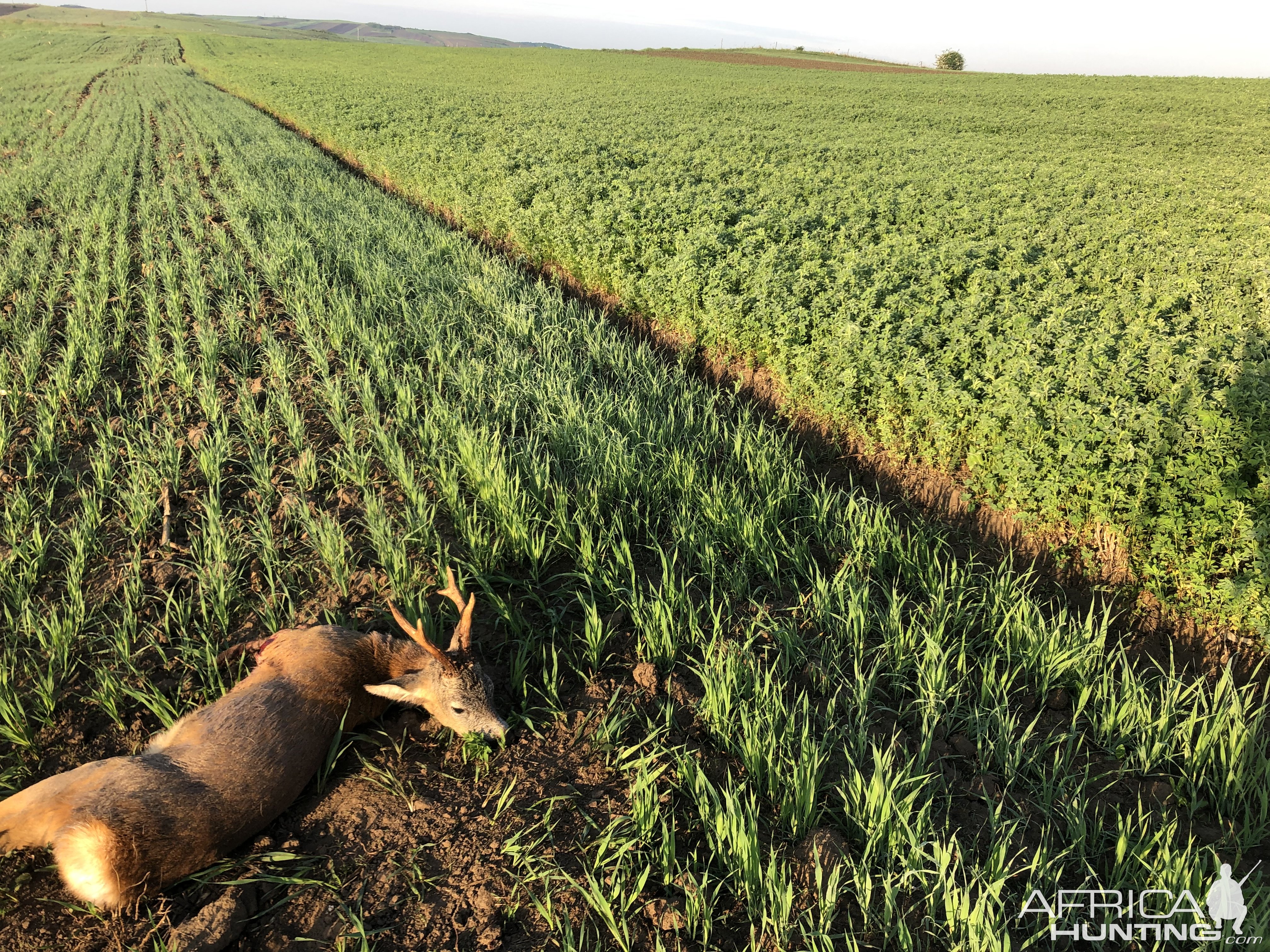 Roe Deer Hunt Romania