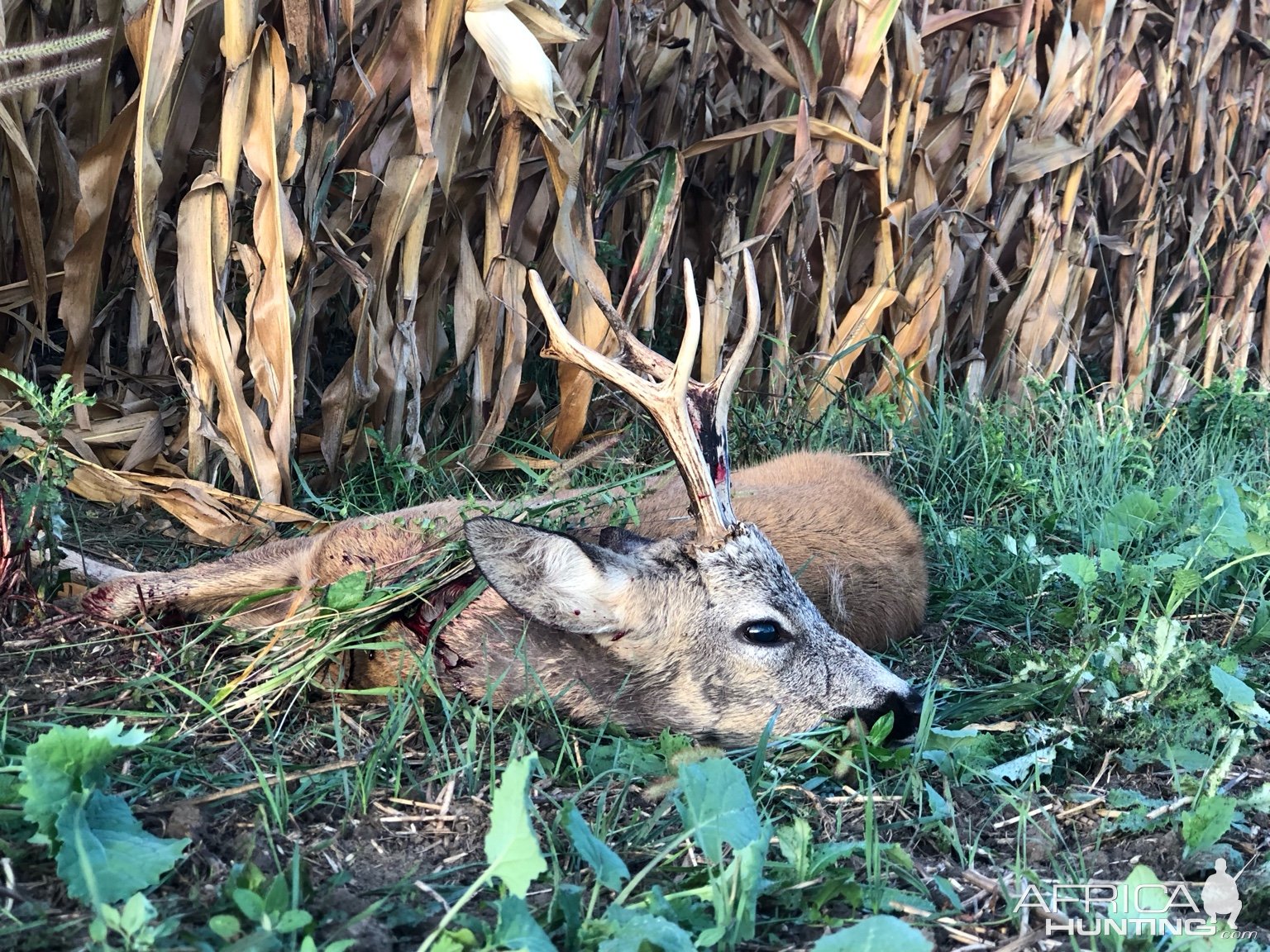 Roe Deer Hunt Romania