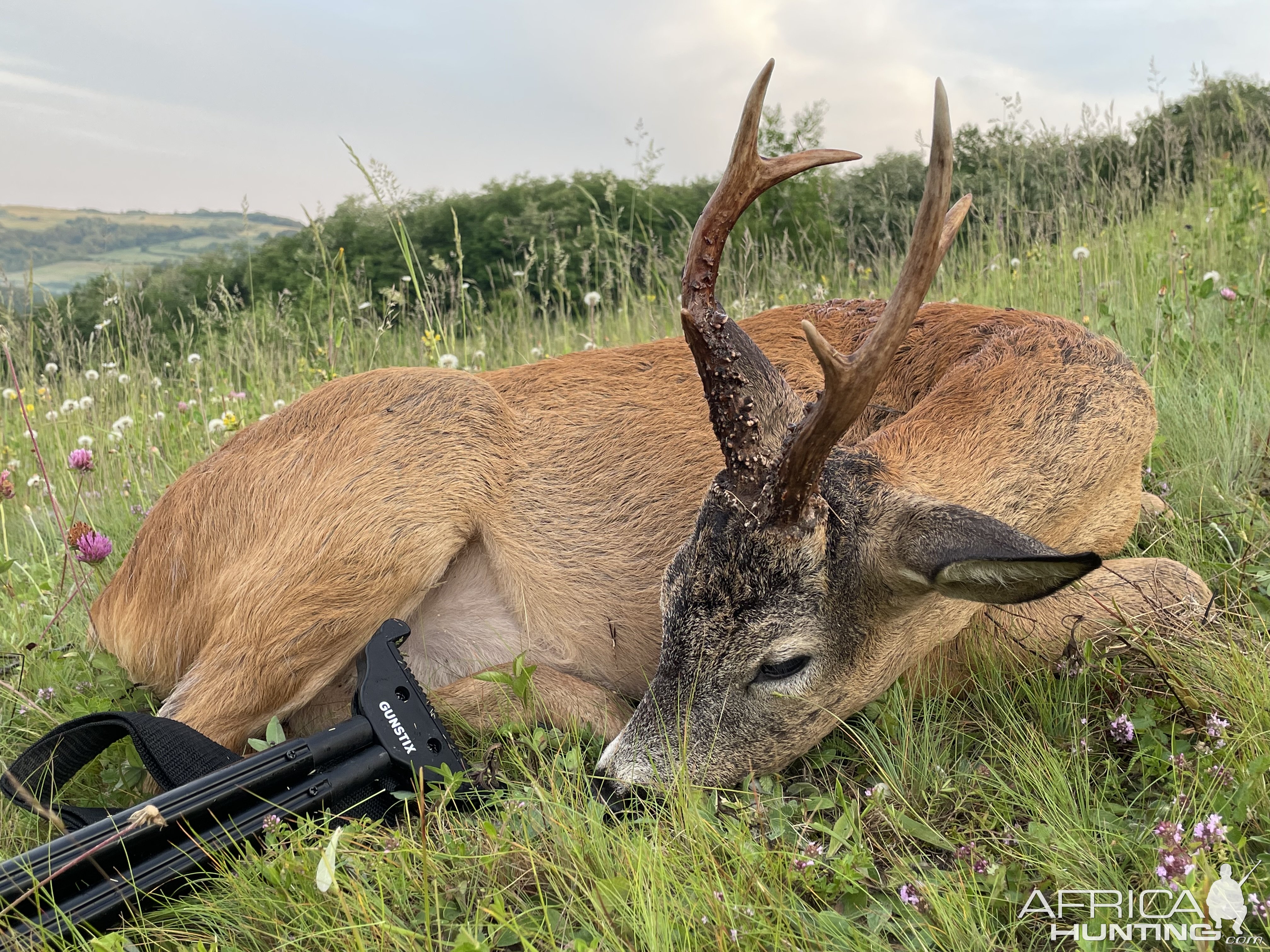 Roe Deer Hunt Romania