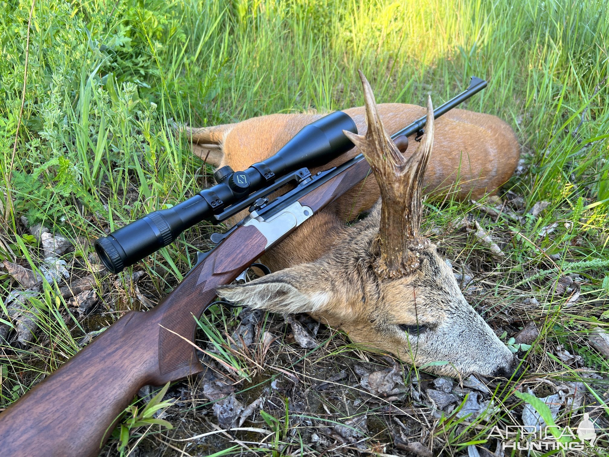 Roe Deer Hunt Romania