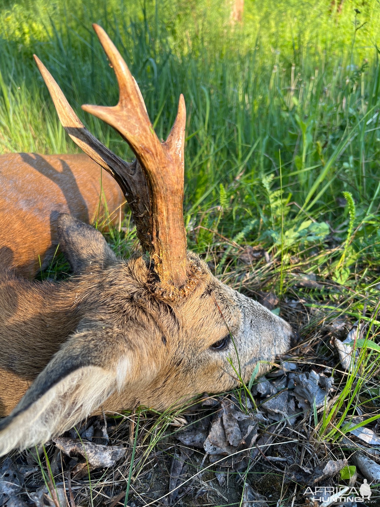 Roe Deer Hunt Romania