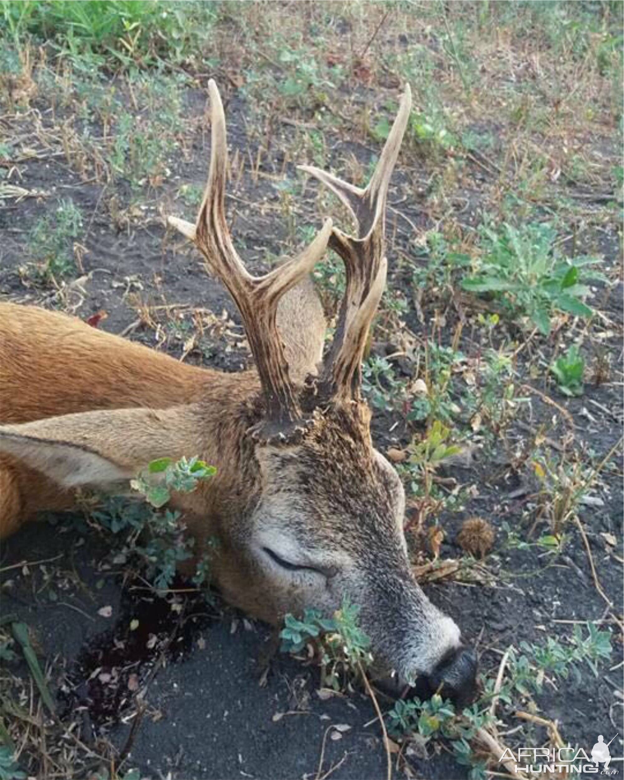 Roe Deer Hunt Romania