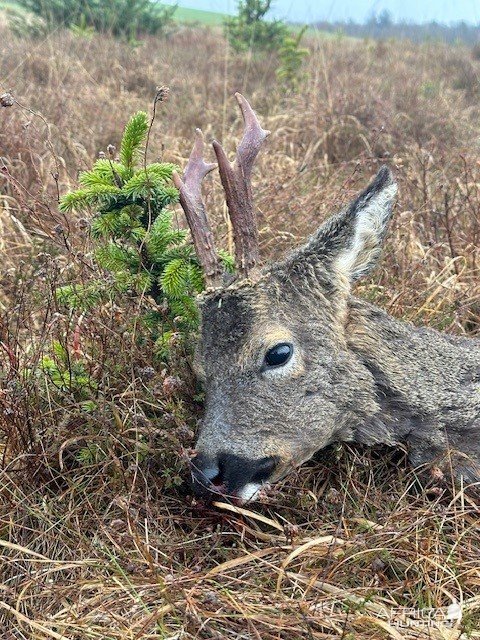 Roe Deer Hunt Scotland