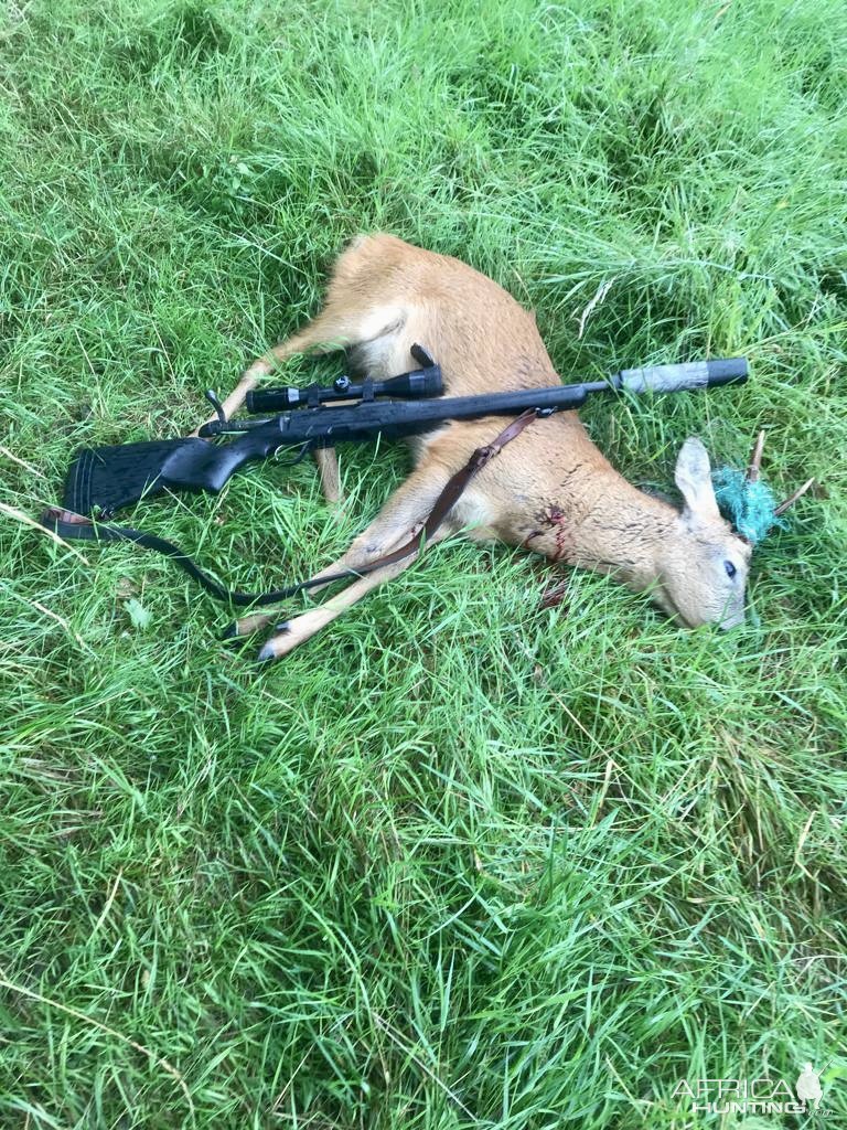 Roe Deer Hunt United Kingdom