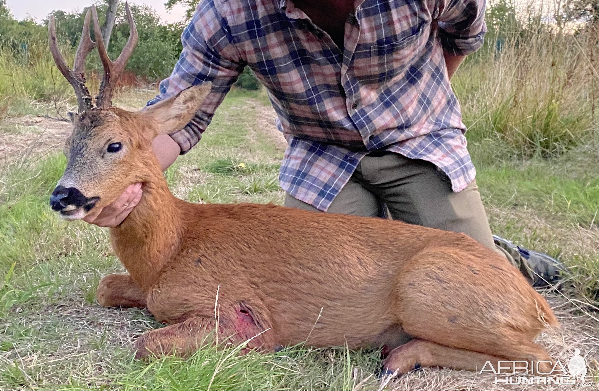 Roe Deer Hunt United Kingdom