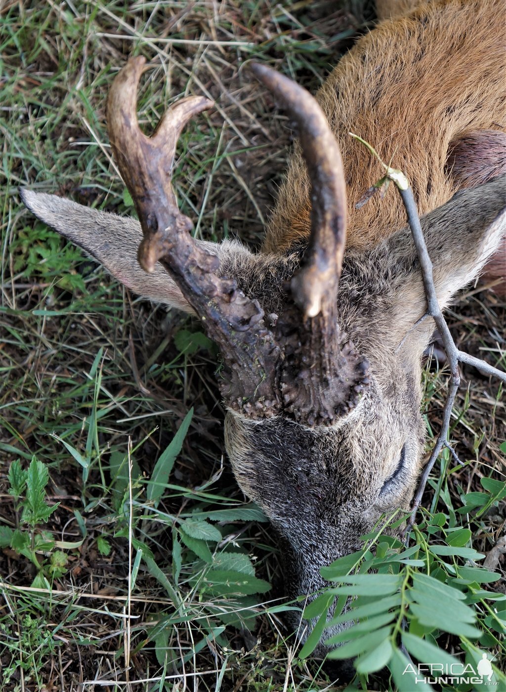 Roe Deer Hunt