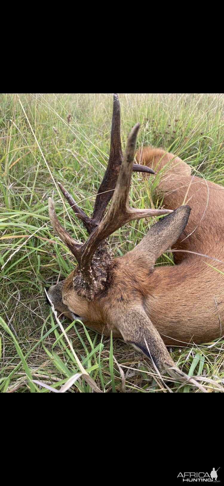 Roe Deer Hunt