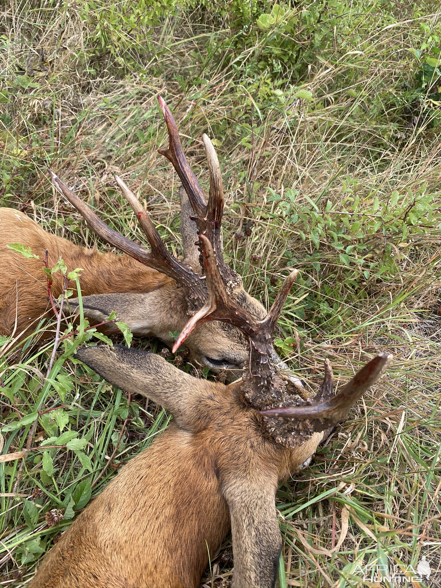 Roe Deer Hunt