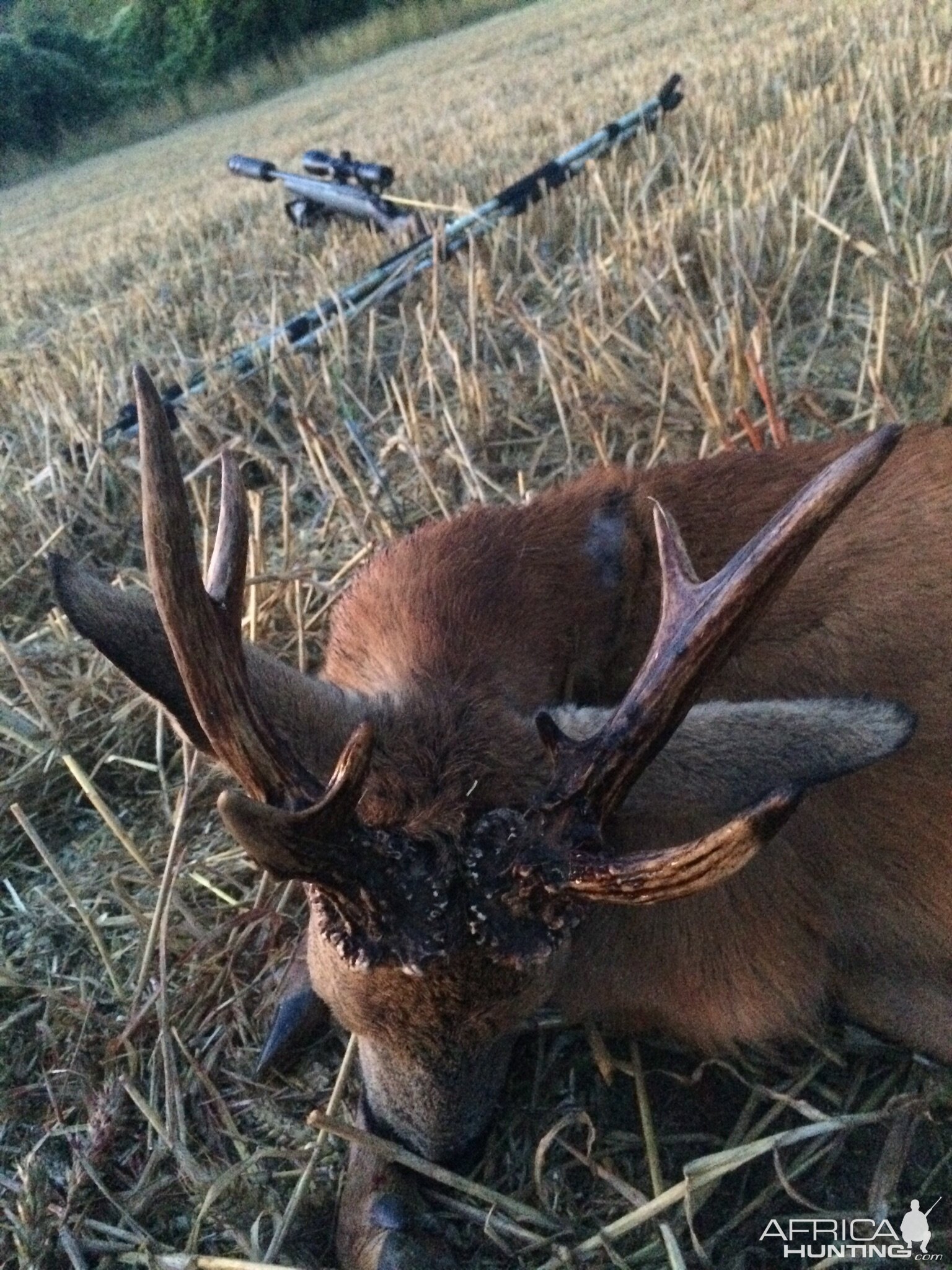 Roe Deer Hunt