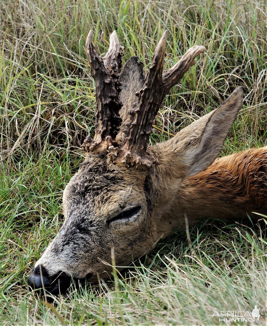 Roe Deer Hunting Austria