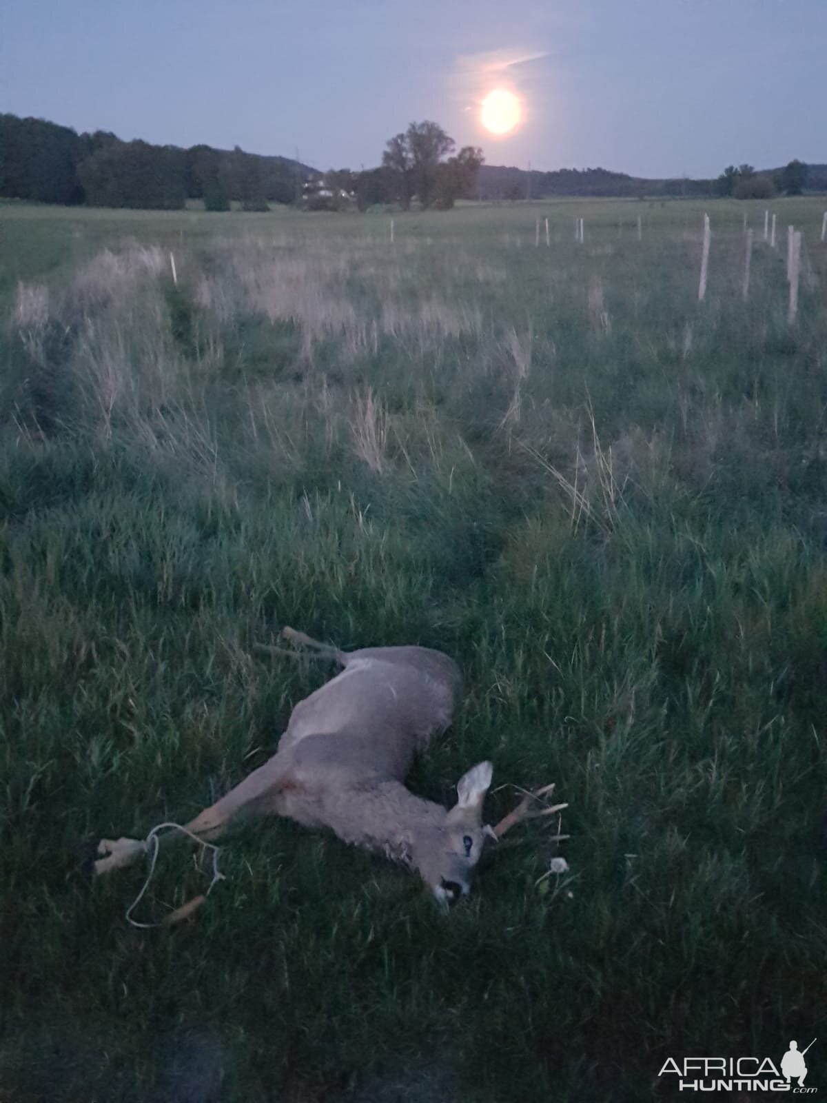 Roe Deer Hunting Germany