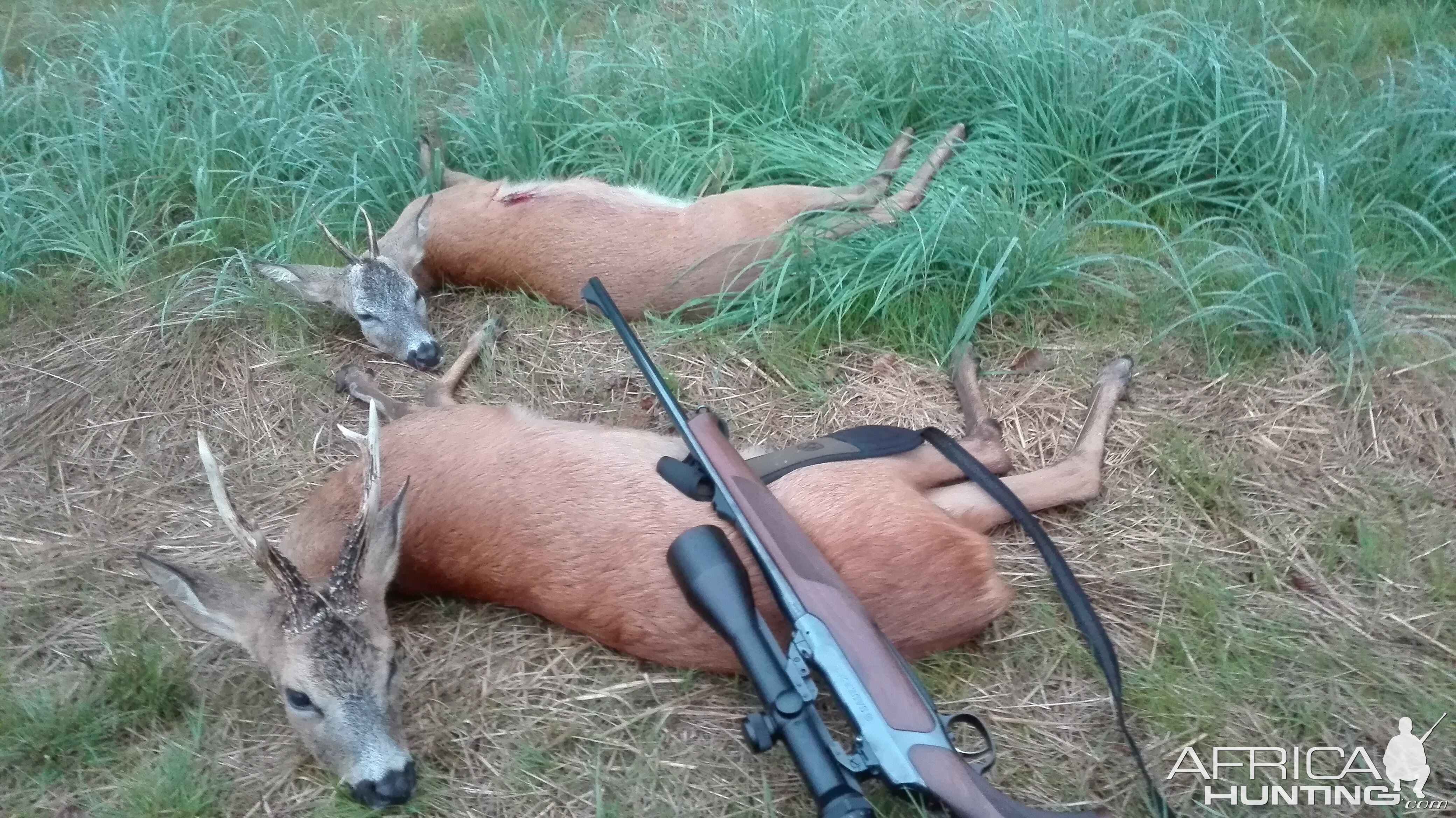 Roe Deer Hunting Germany