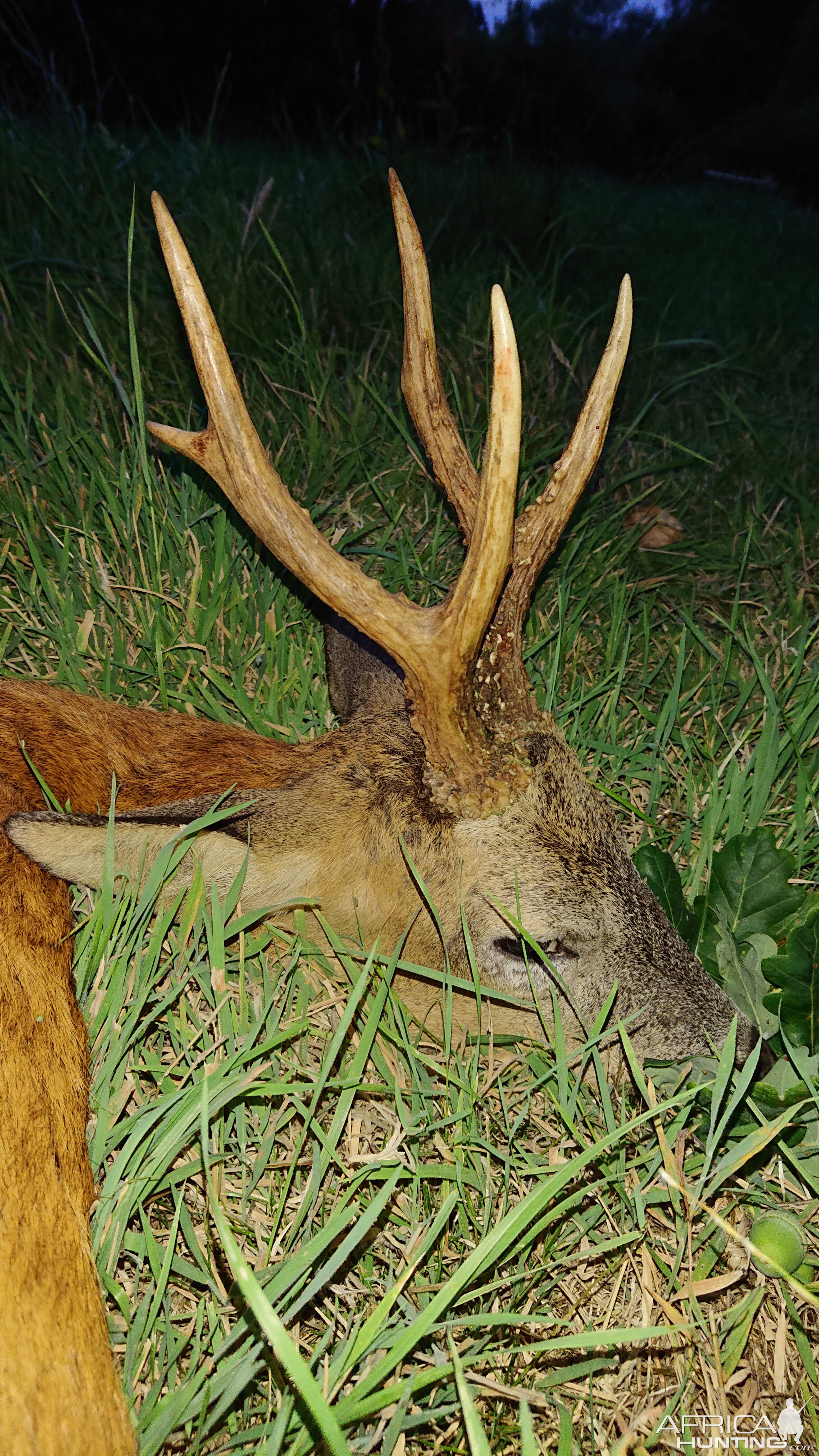 Roe Deer Hunting Hampshire England