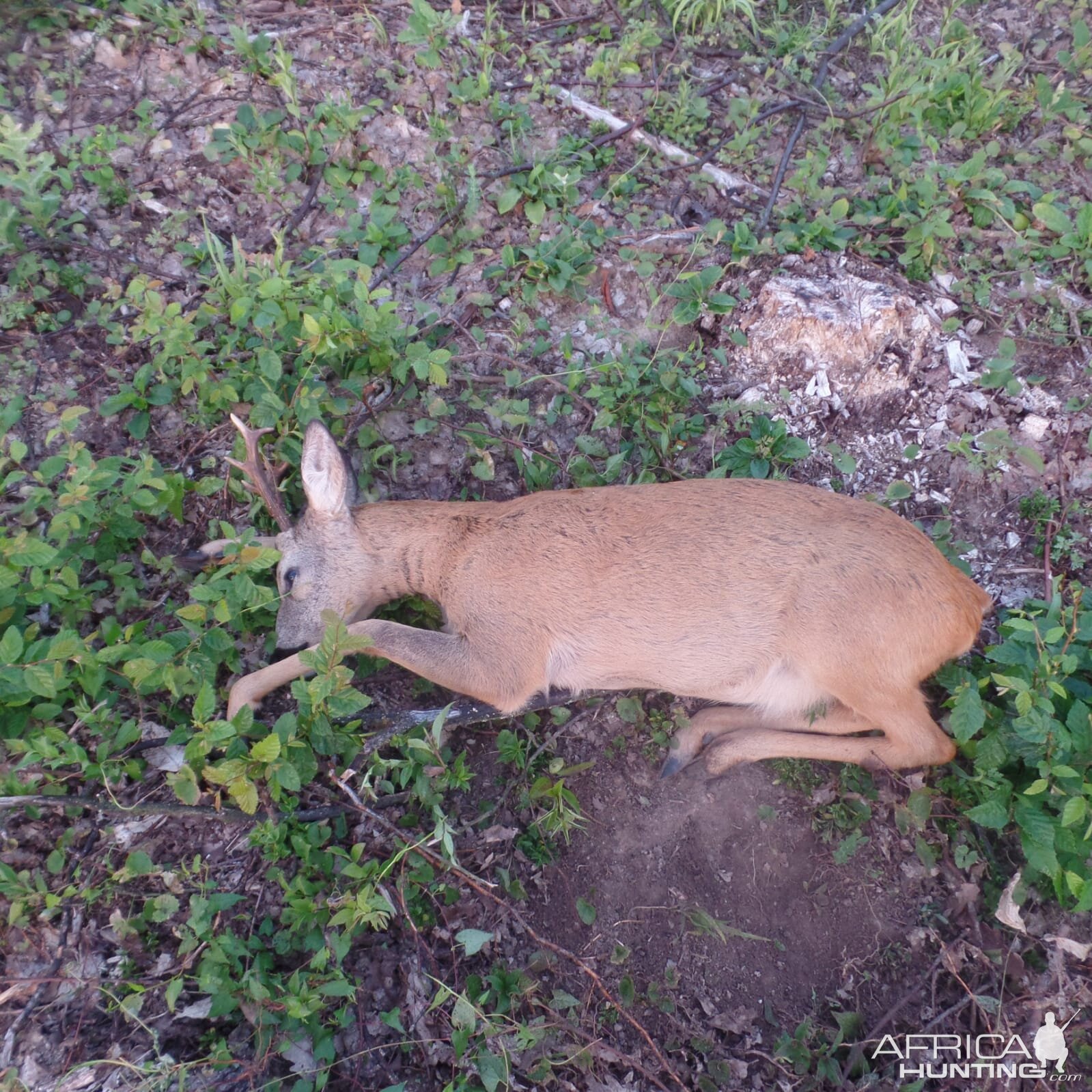 Roe Deer Hunting Hungary