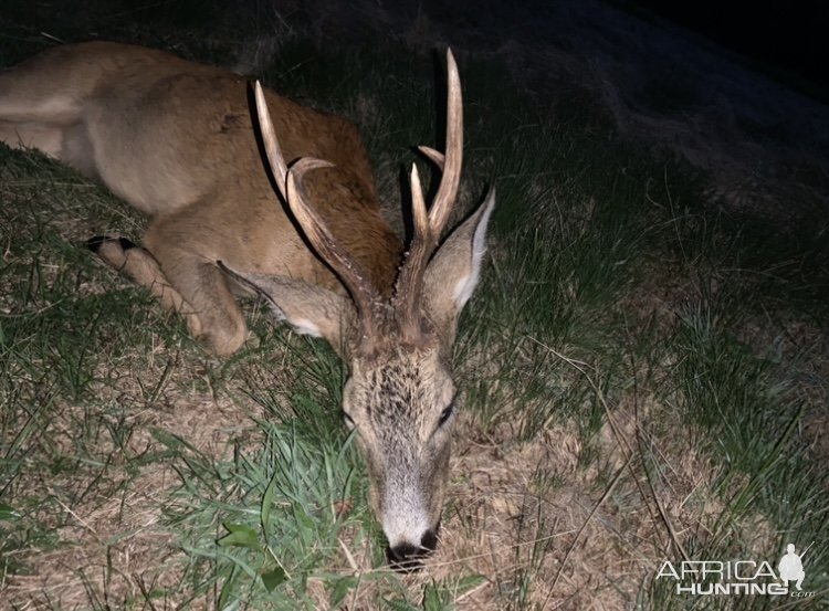 Roe Deer Hunting Poland