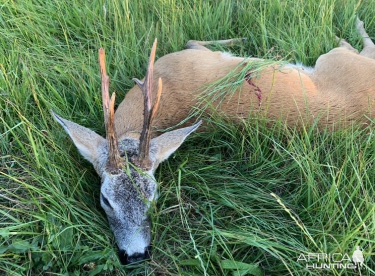 Roe Deer Hunting Poland