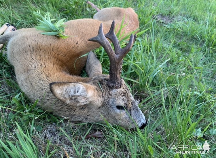 Roe Deer Hunting Poland