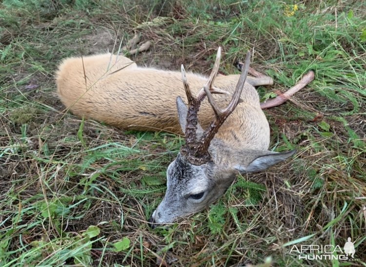 Roe Deer Hunting Poland