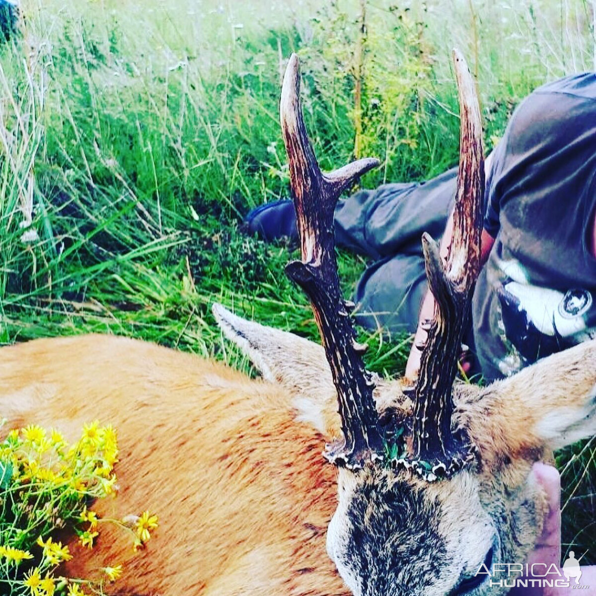 Roe Deer Hunting Romania