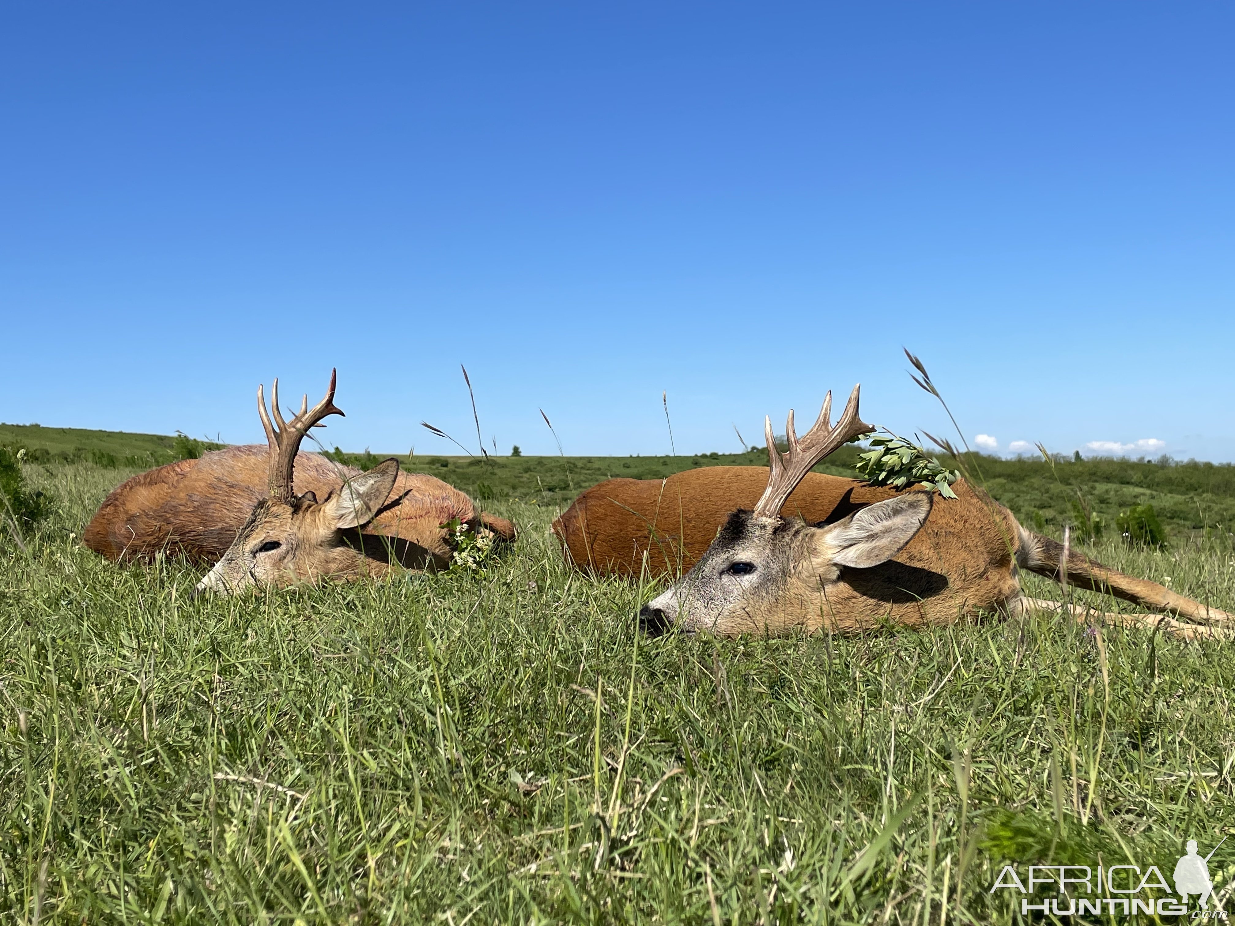 Roe Deer Hunting Romania