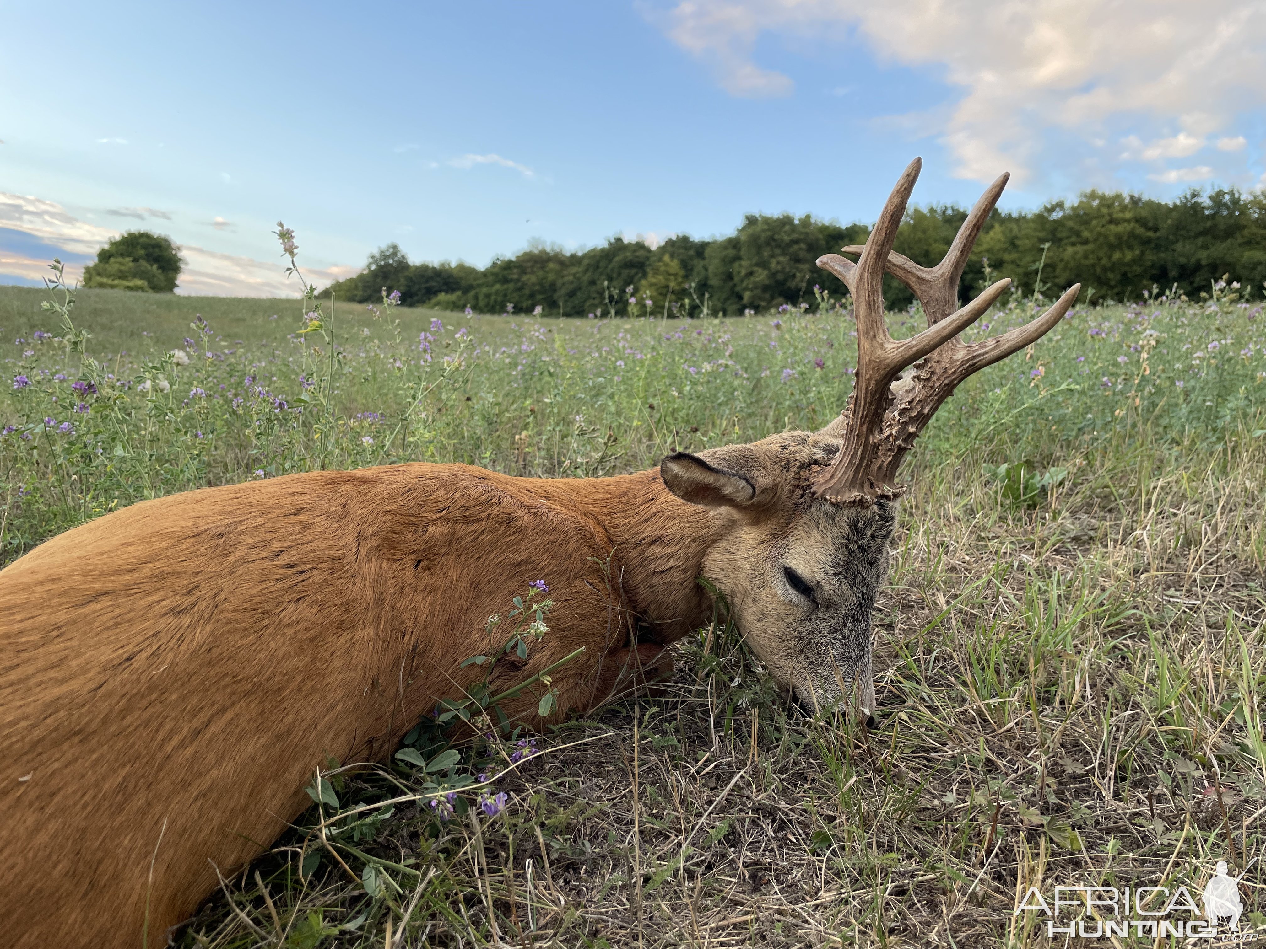 Roe Deer Hunting Romania