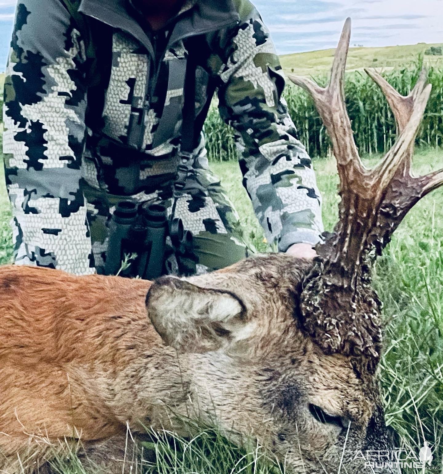 Roe Deer Hunting Romania