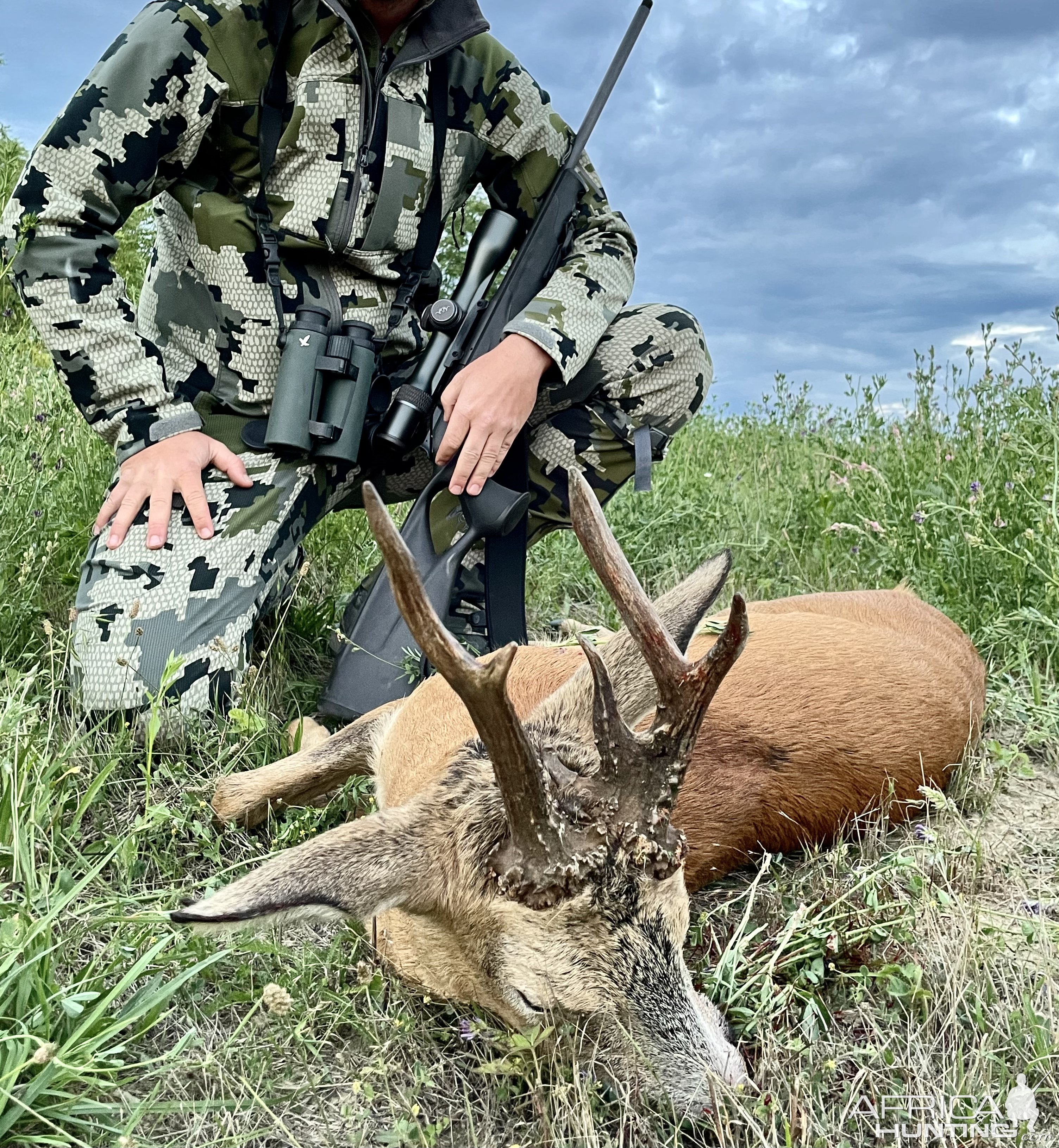 Roe Deer Hunting Romania