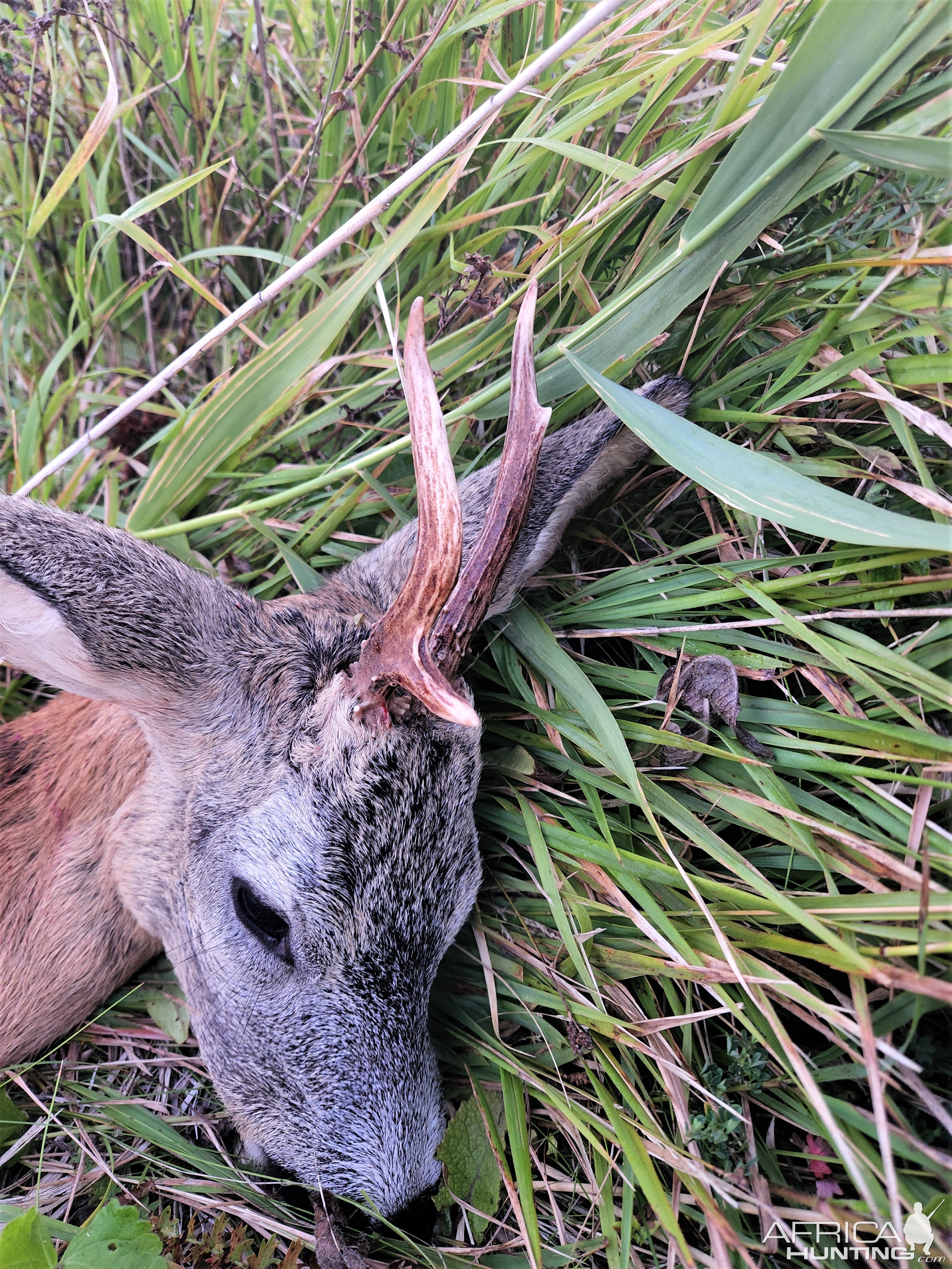 Roe Deer Hunting Romania