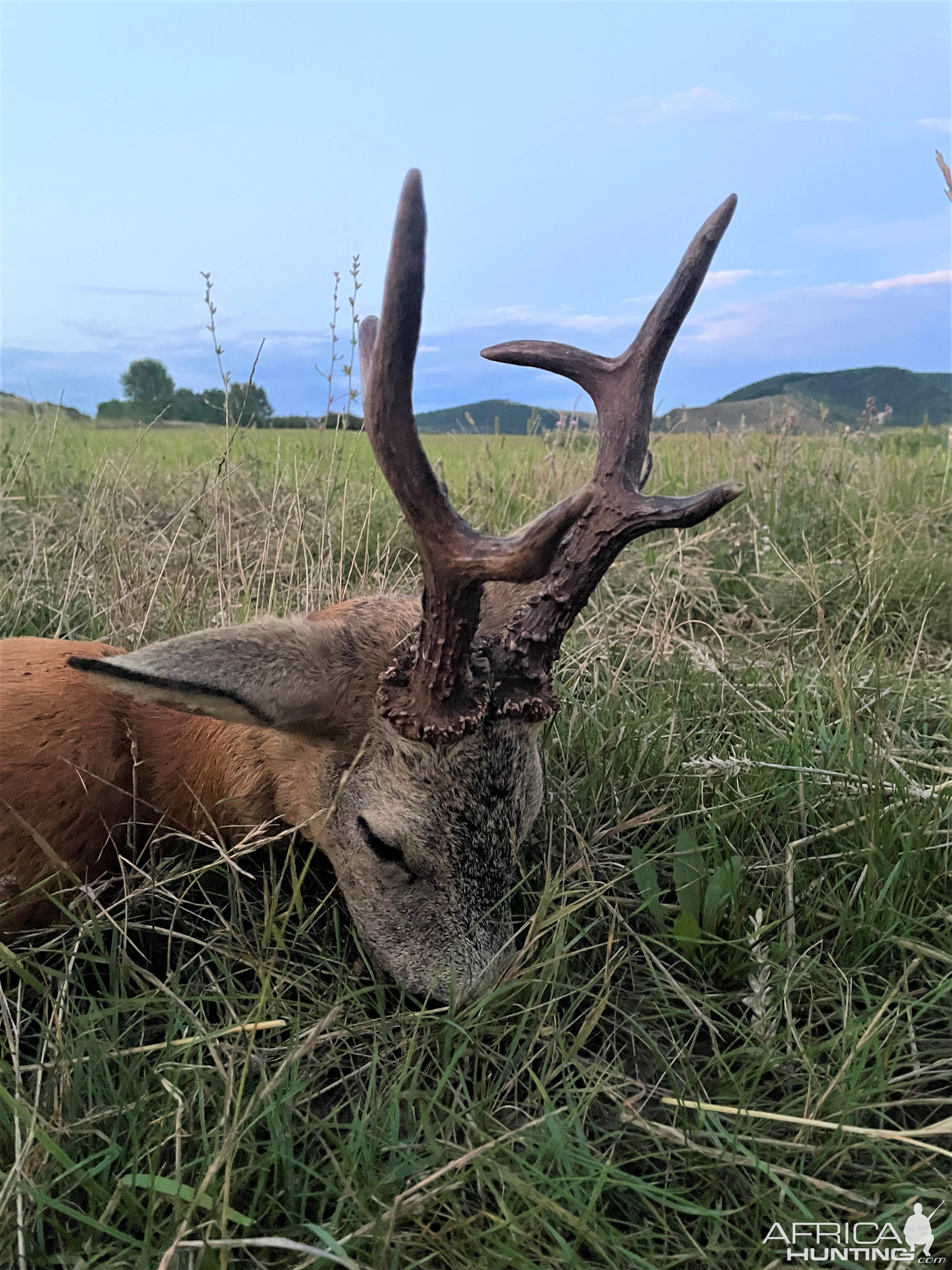 Roe Deer Hunting Romania