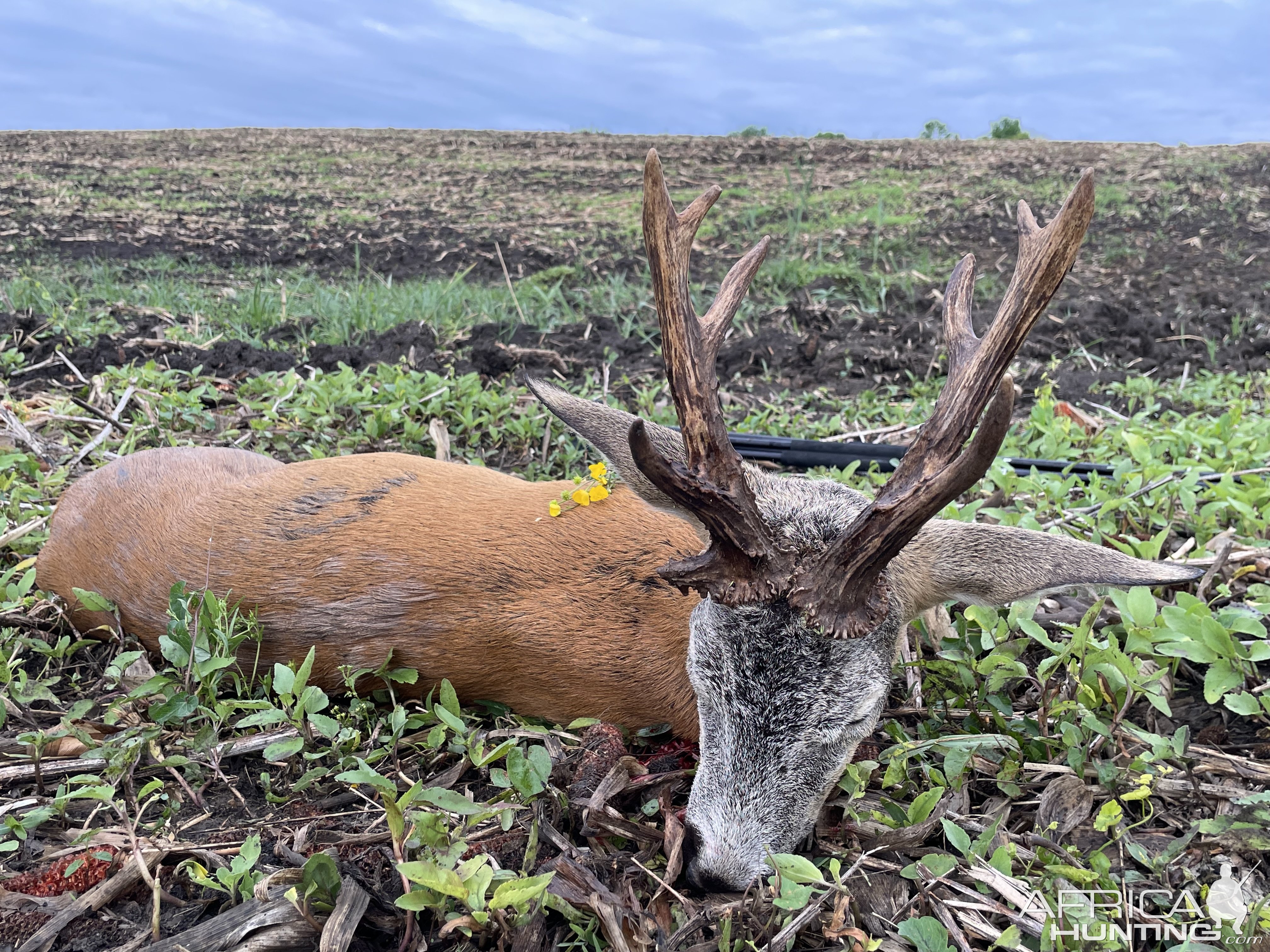 Roe Deer Hunting Romania