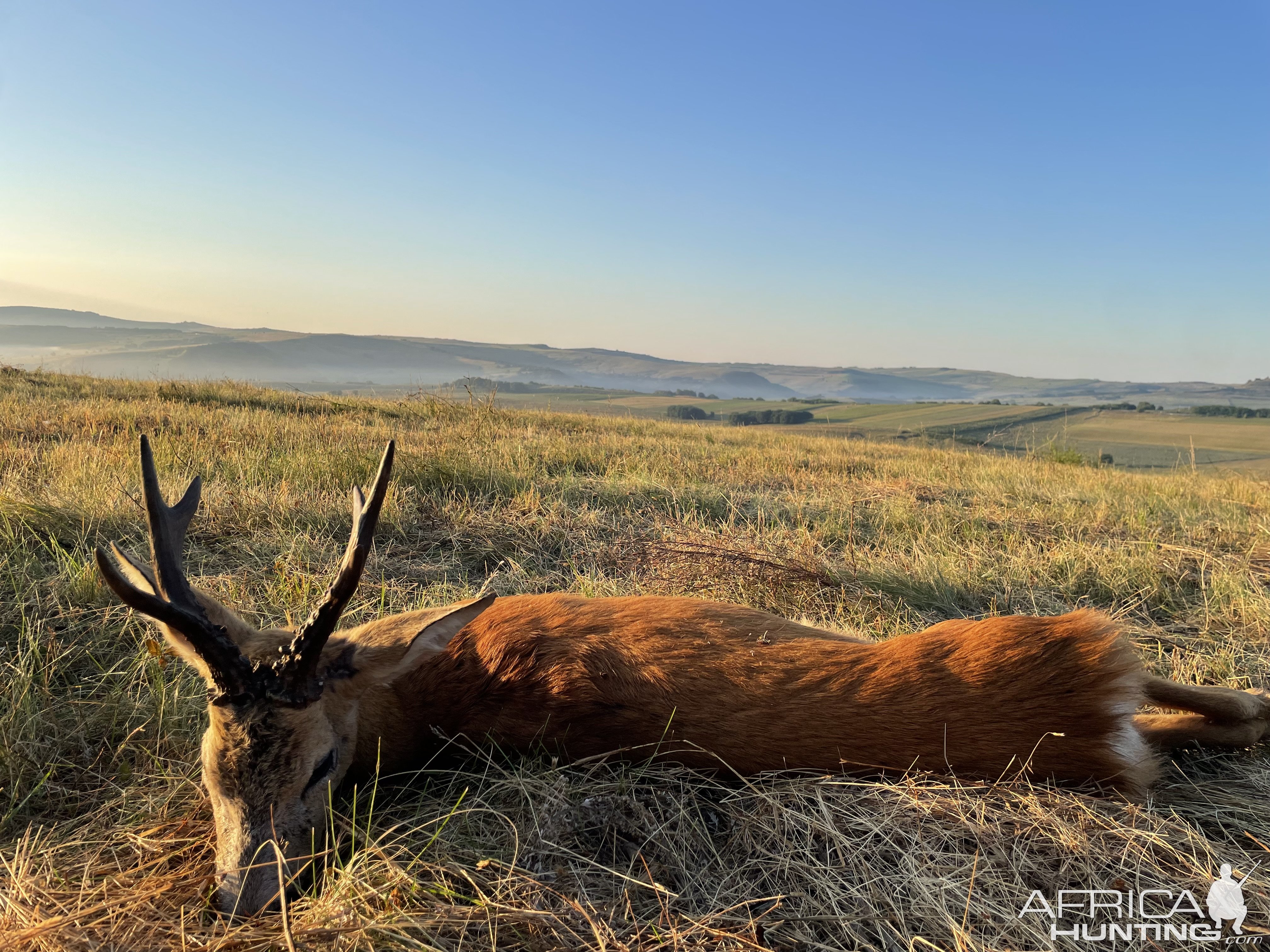 Roe Deer Hunting Romania