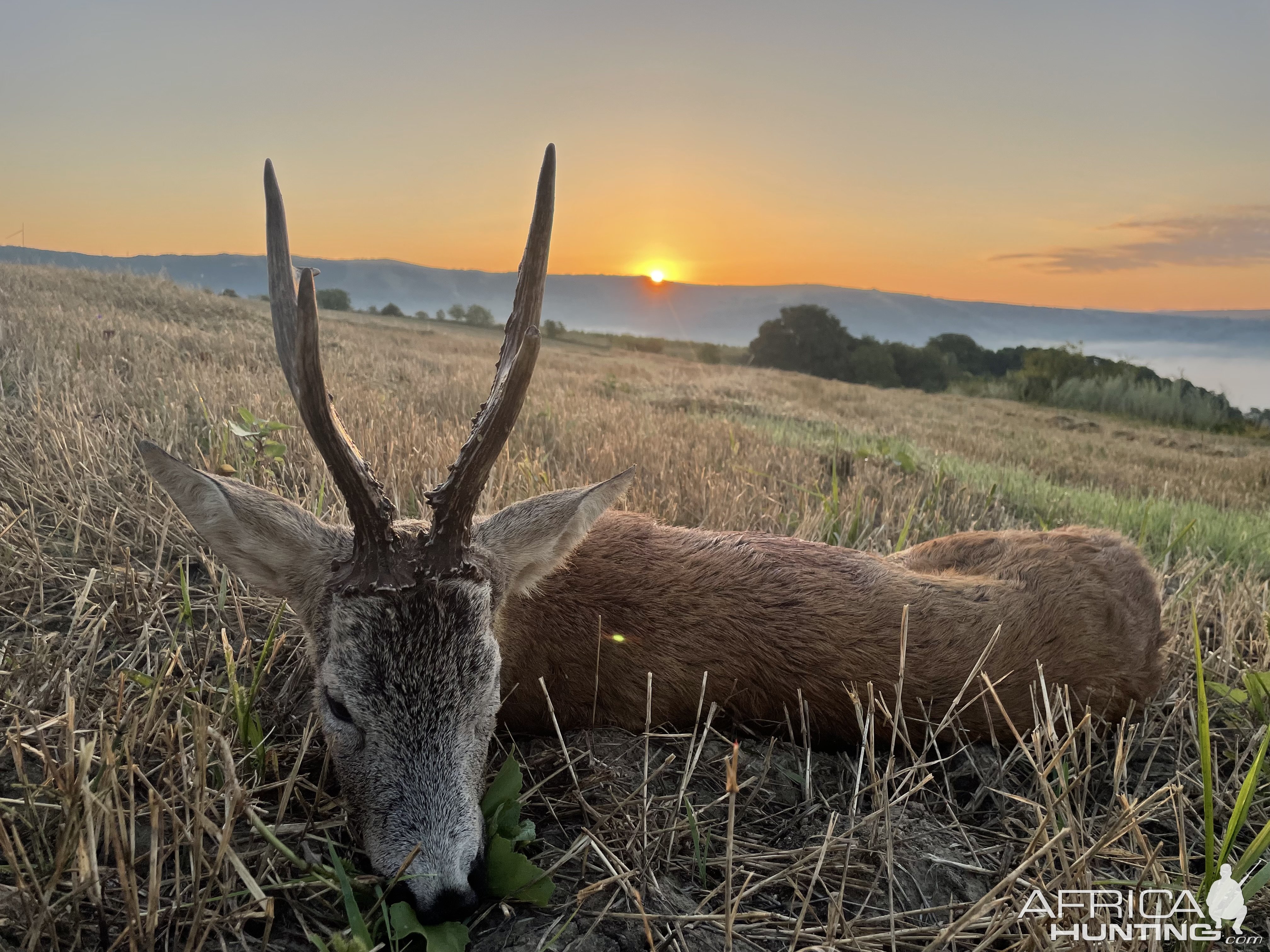 Roe Deer Hunting Romania