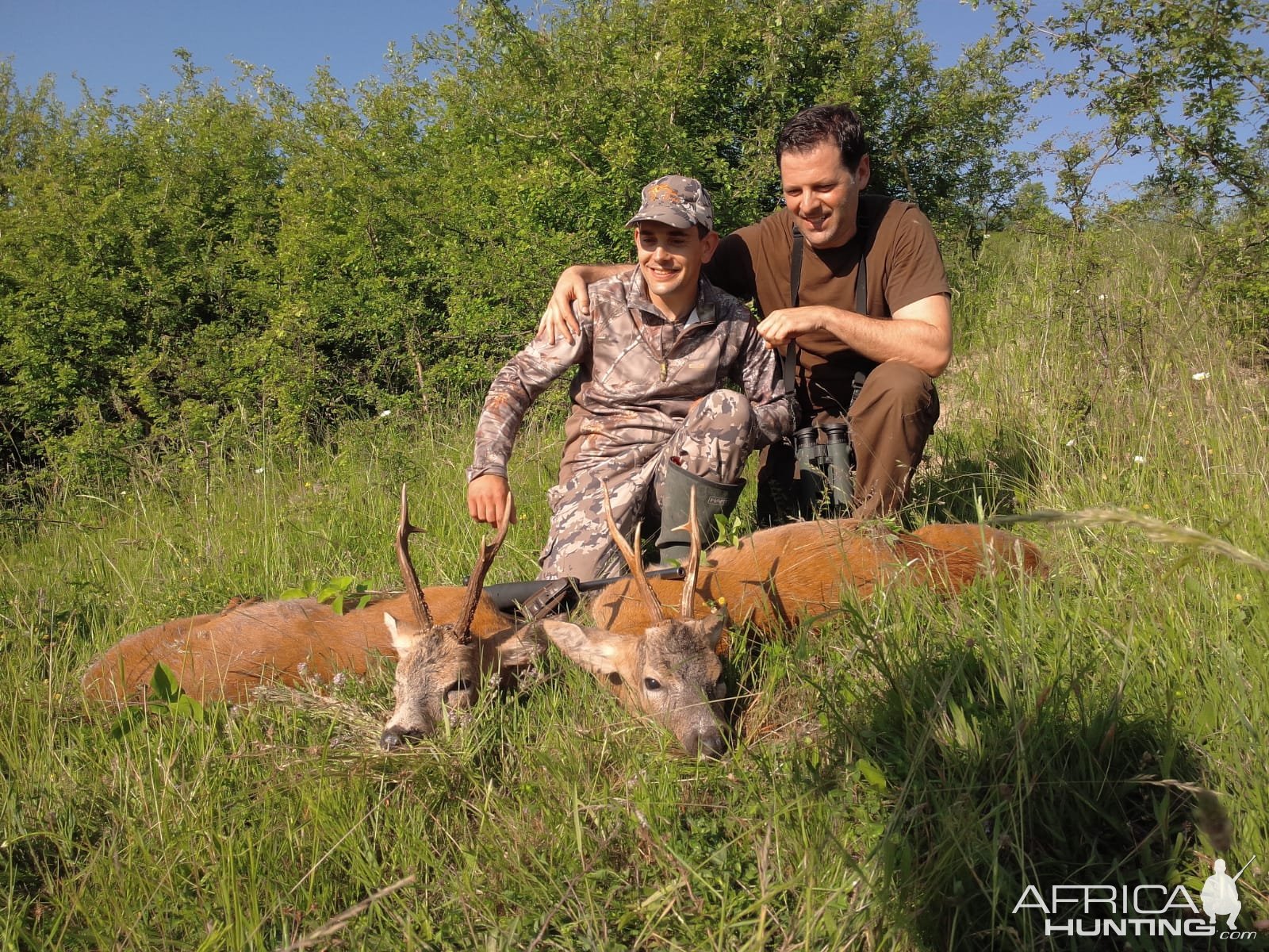 Roe Deer Hunting Romania