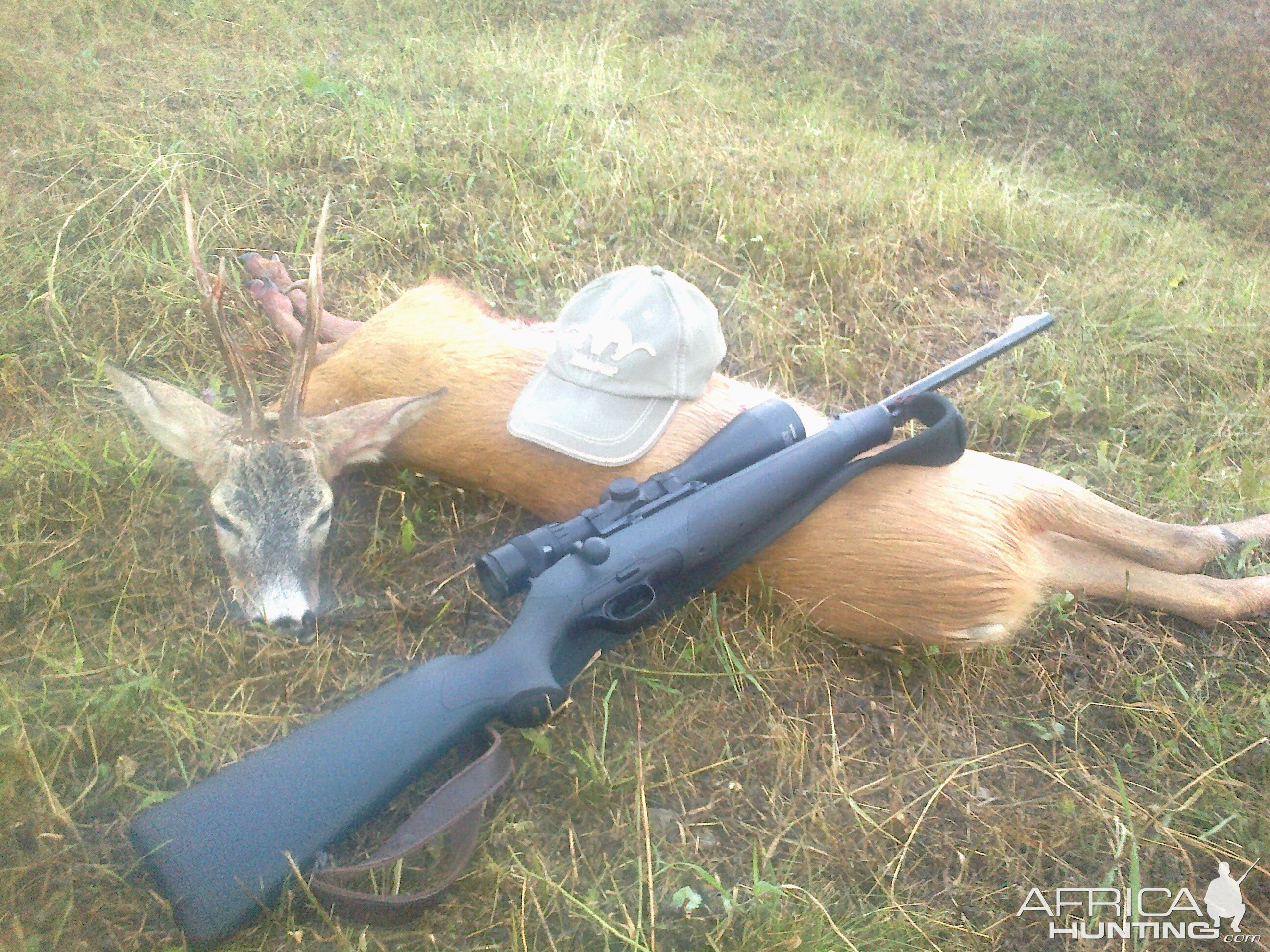 Roe Deer Hunting Romania