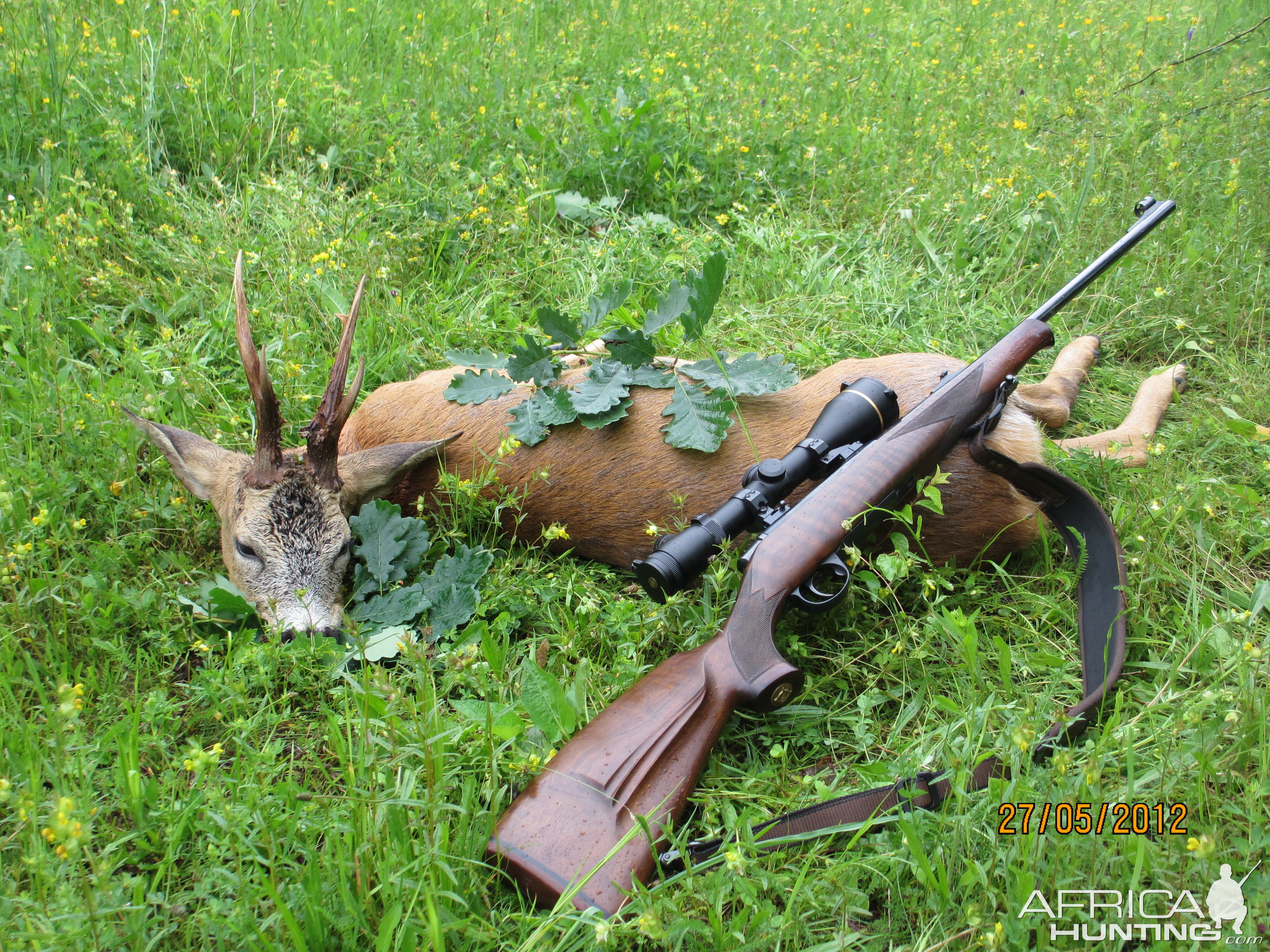 Roe Deer Hunting Romania