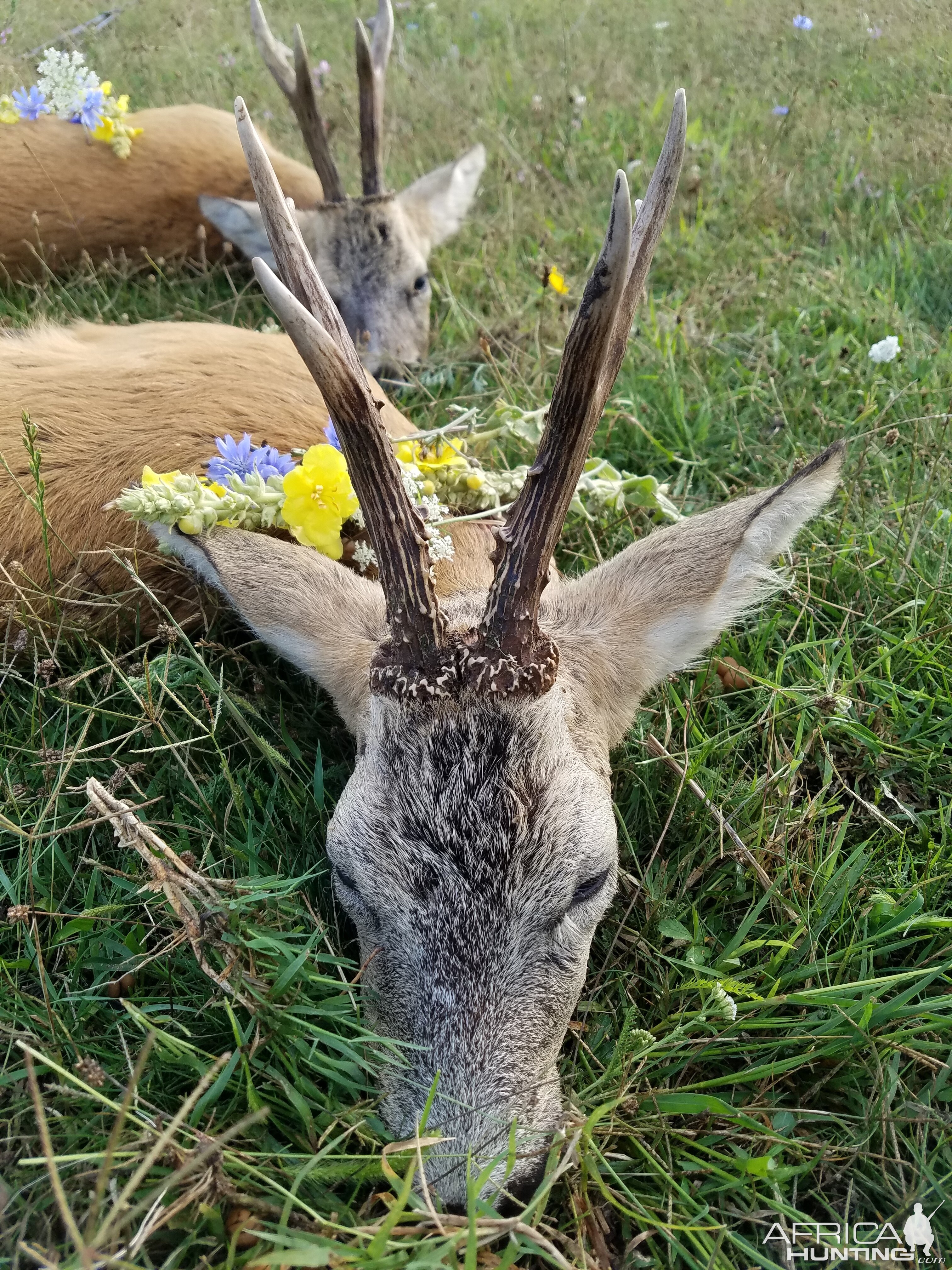 Roe Deer Hunting Romania