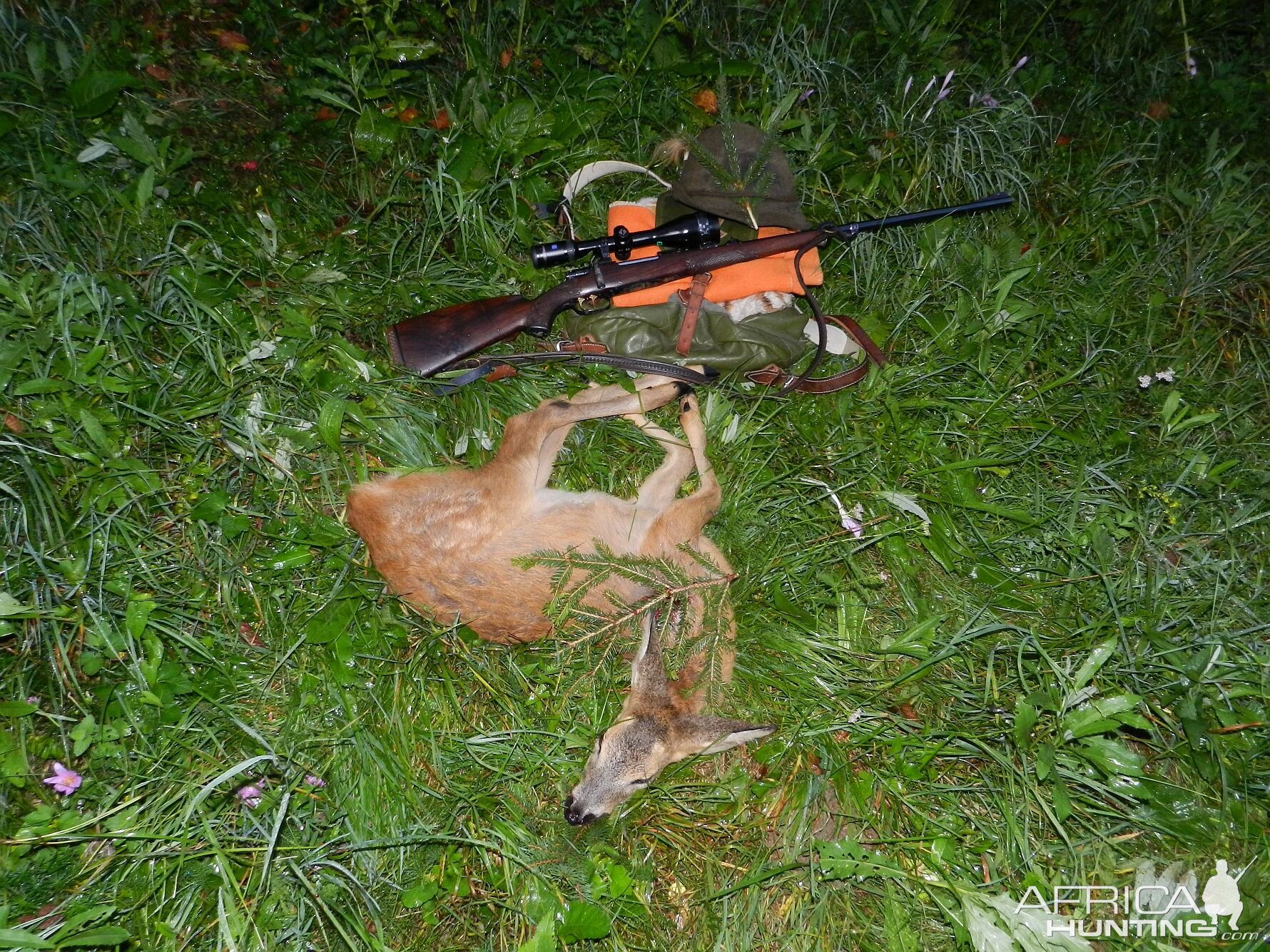 Roe Deer Hunting Slovenia