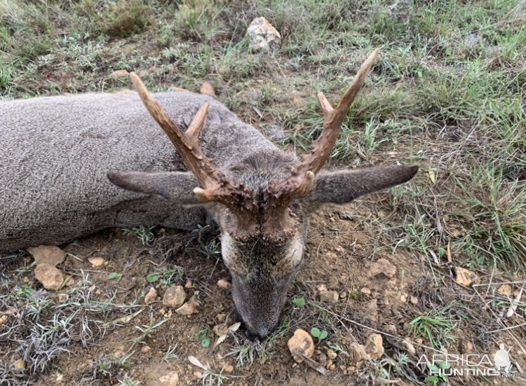 Roe Deer Hunting Spain