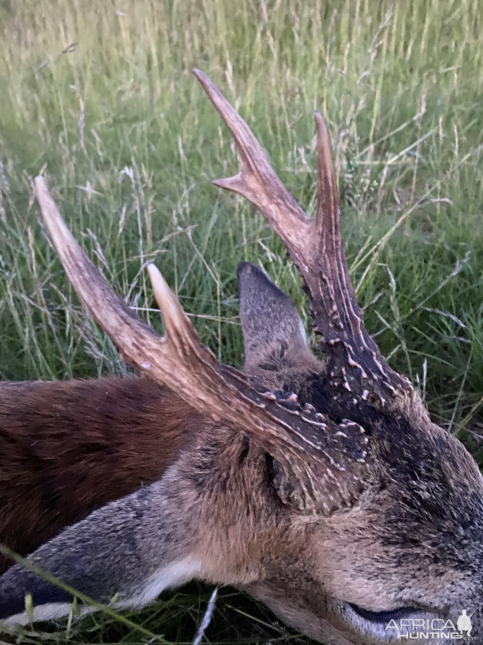 Roe Deer Hunting United Kingdom