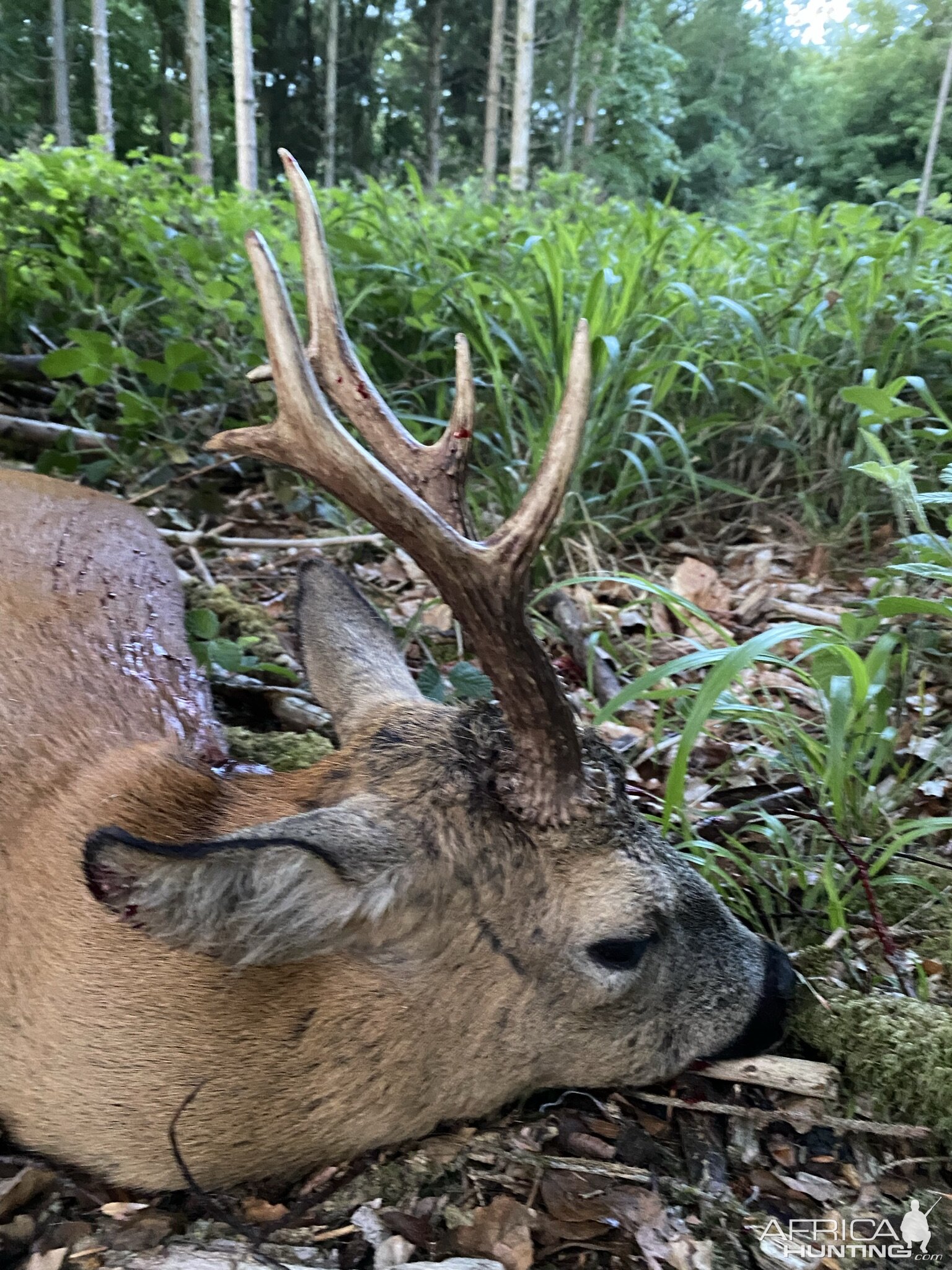 Roe Deer Hunting United Kingdom