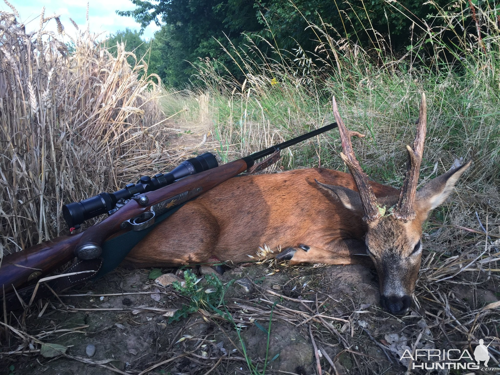 Roe Deer Hunting