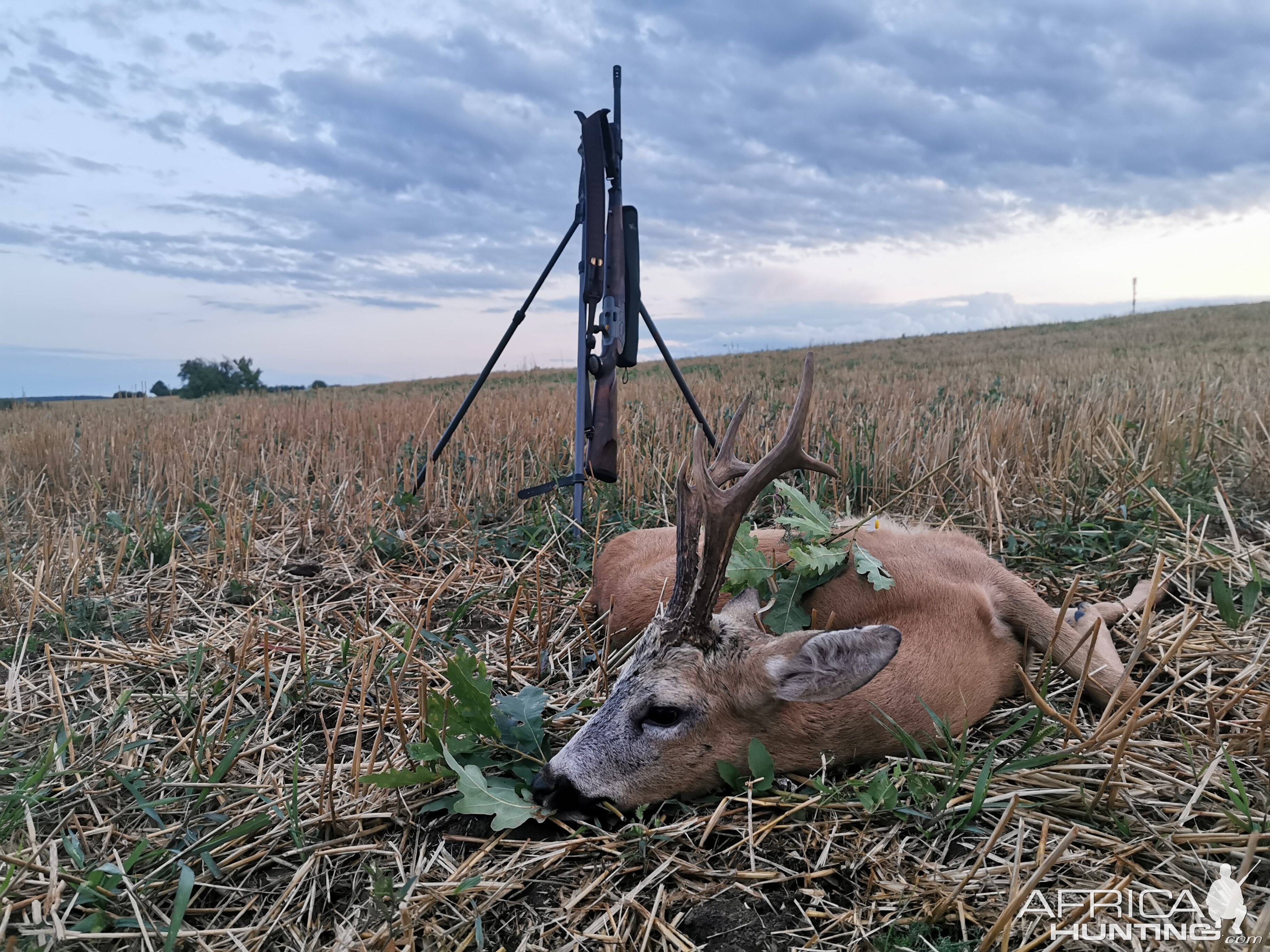 Roe Deer in Poland