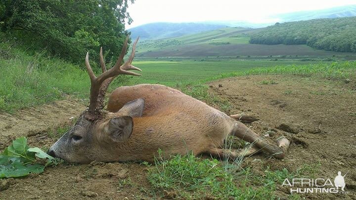 Roe deer representative trophy