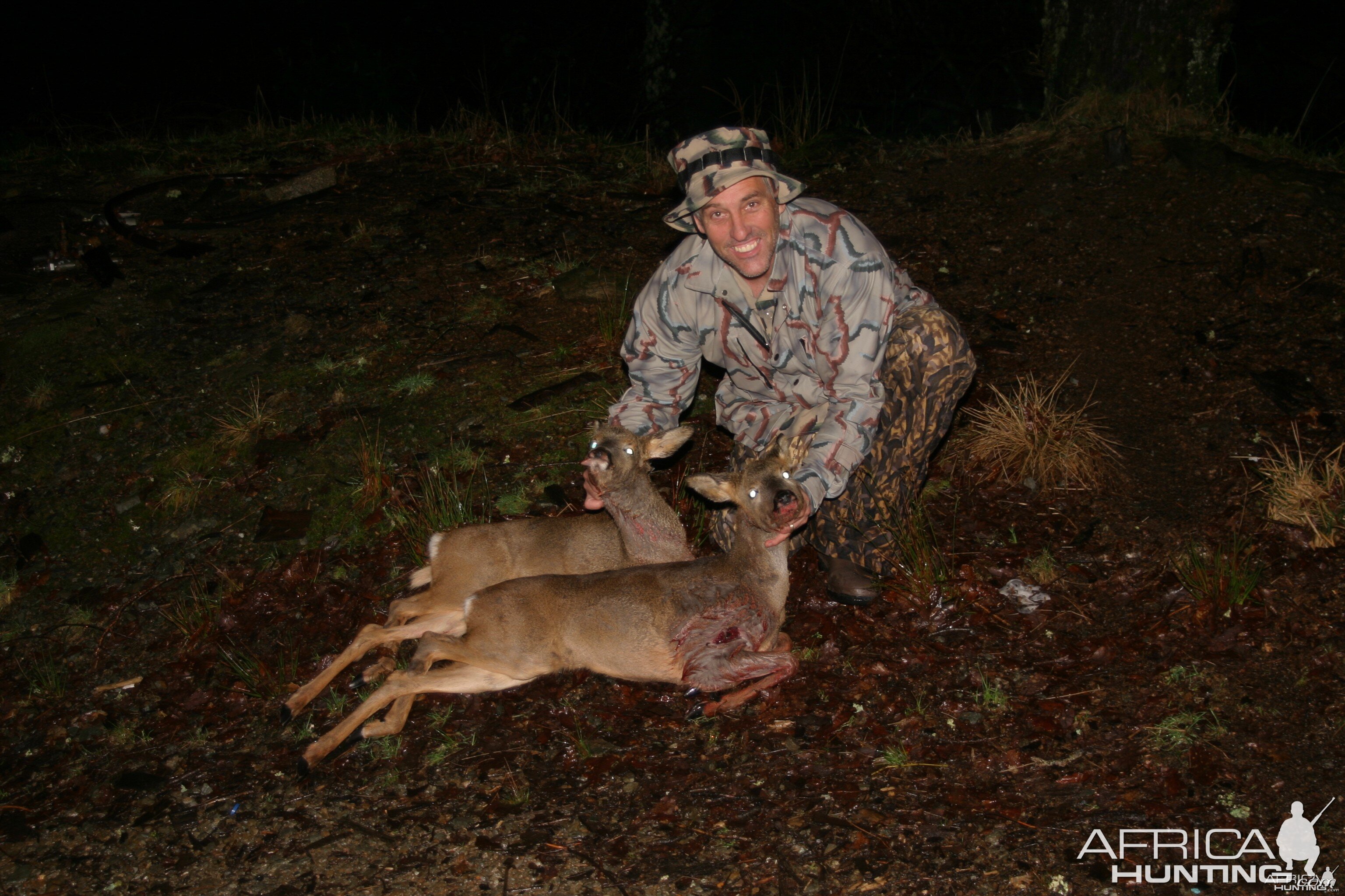 Roe deer-Scotland