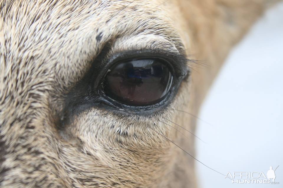 Roe Deer Shoulder Mount Taxidermy Up Close